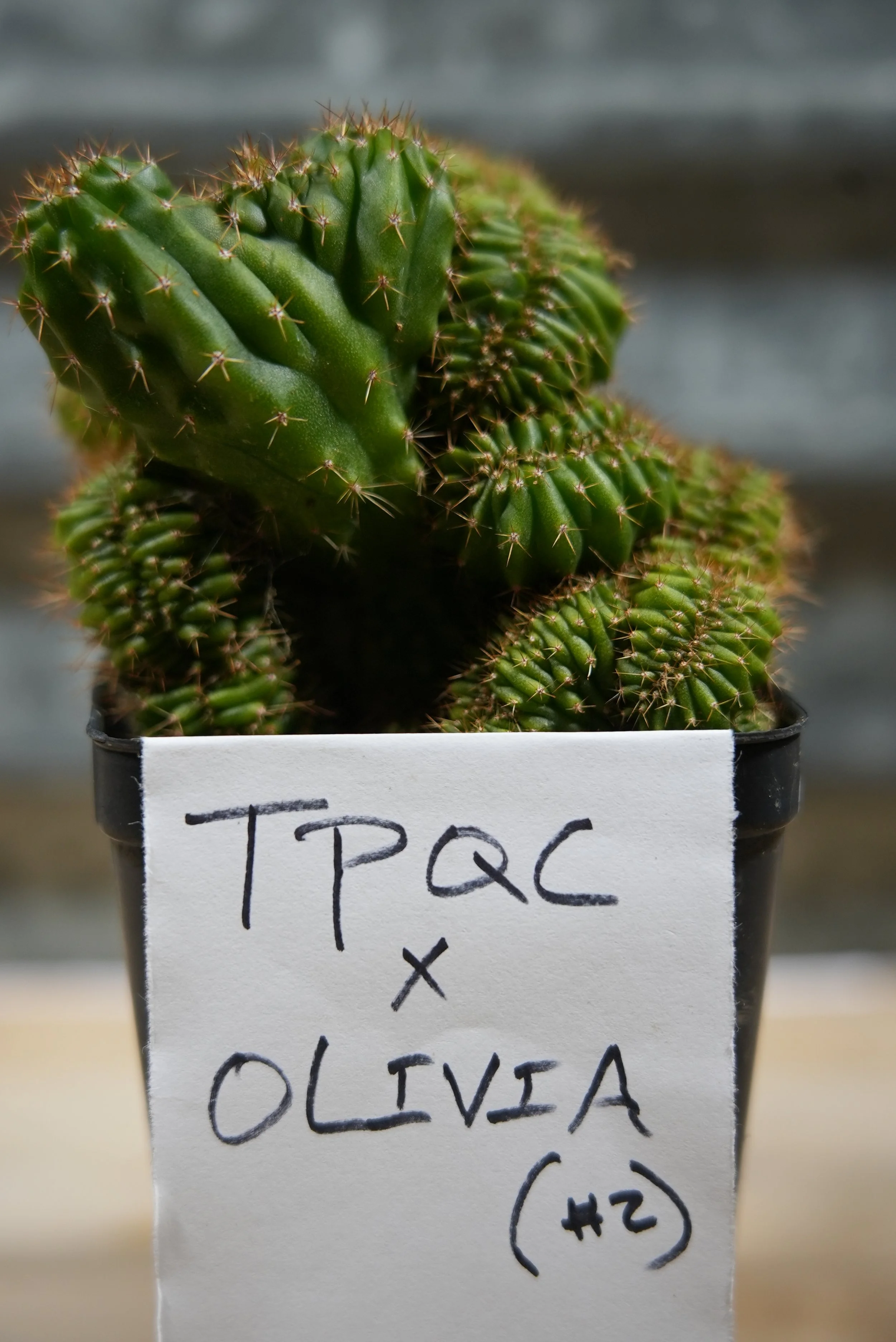 tpqc x olivia 2:1.JPG