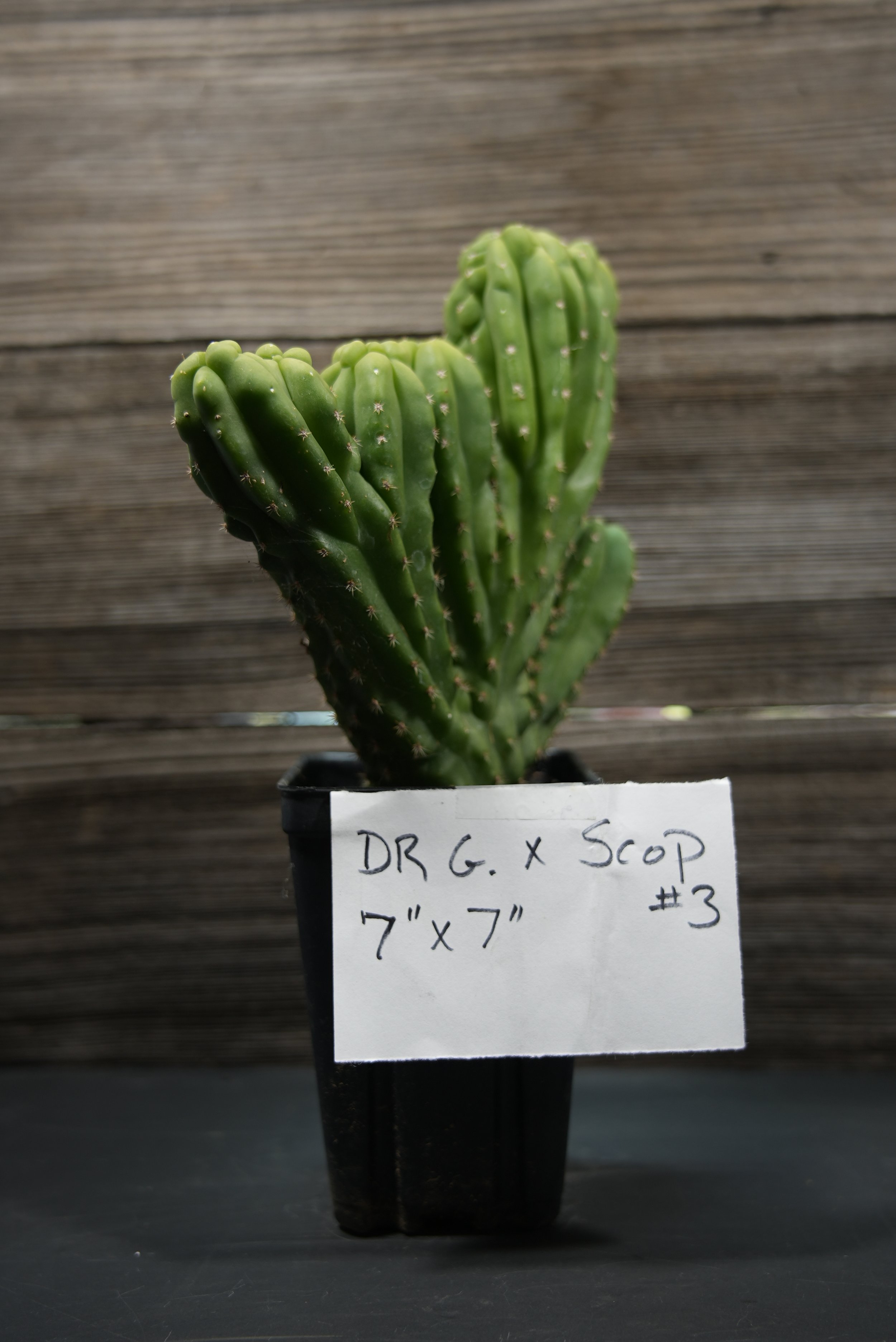 Mutoid San Pedro Cactus Seedling, Dr. G x Scopulicola #3