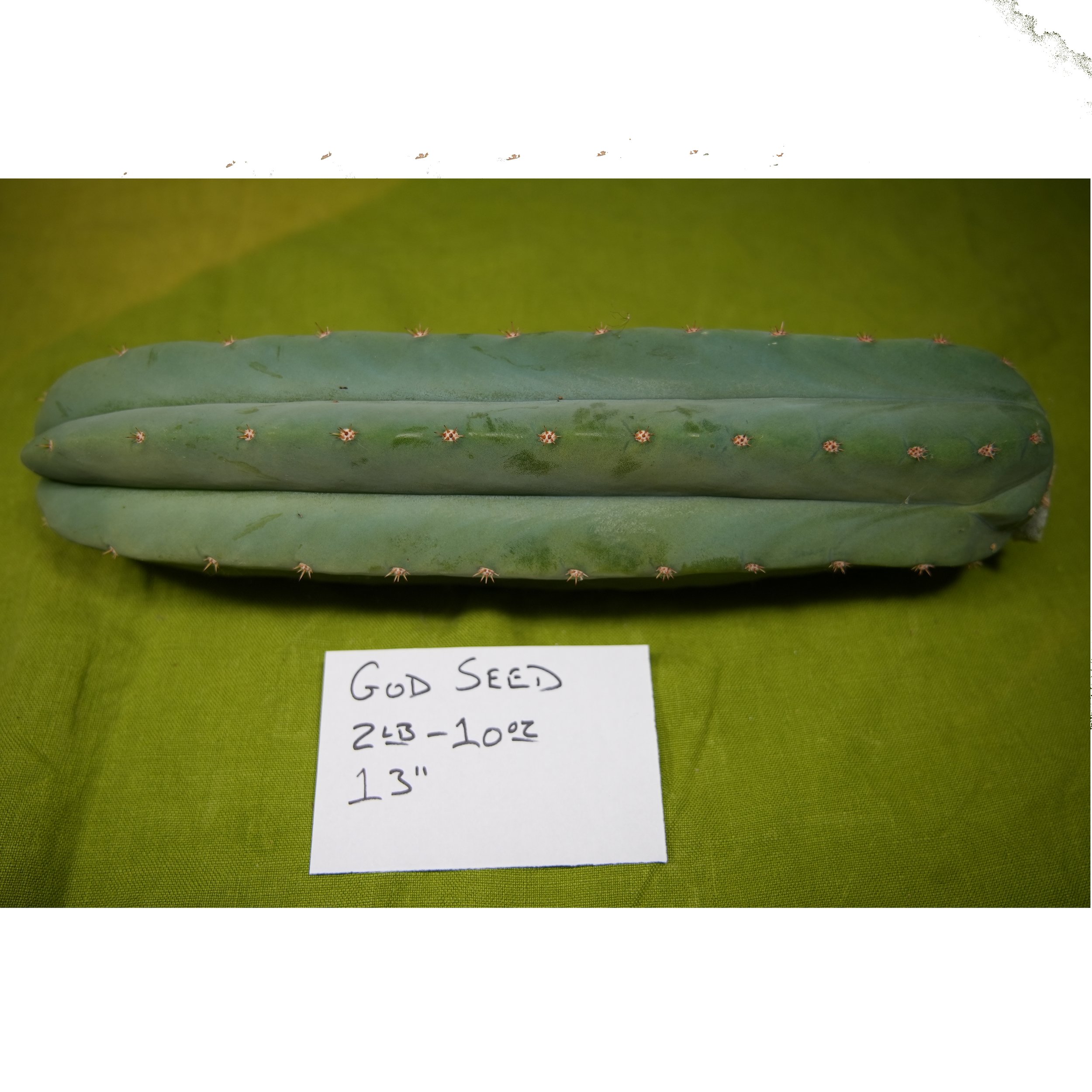 GOD SEED .jpg