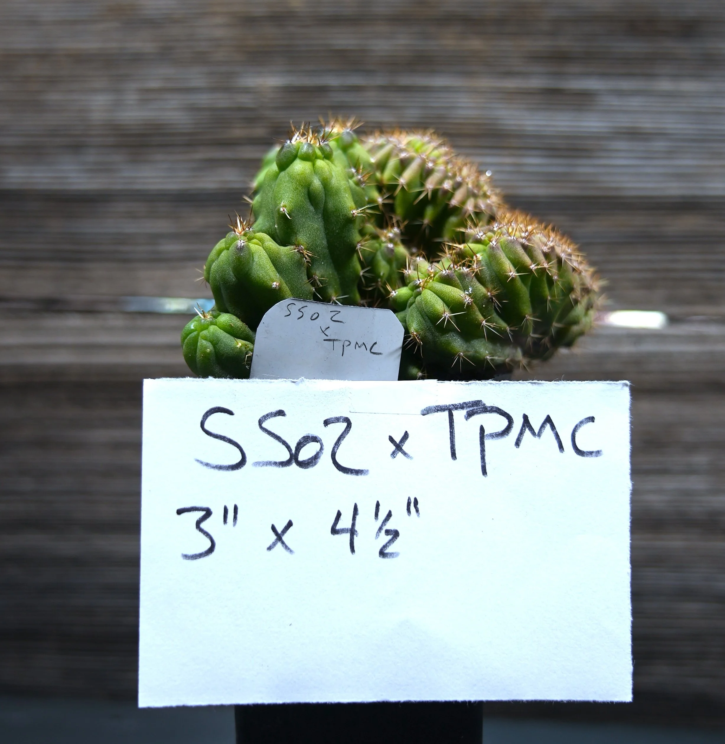 SS02 X TPMC 1-4.JPG