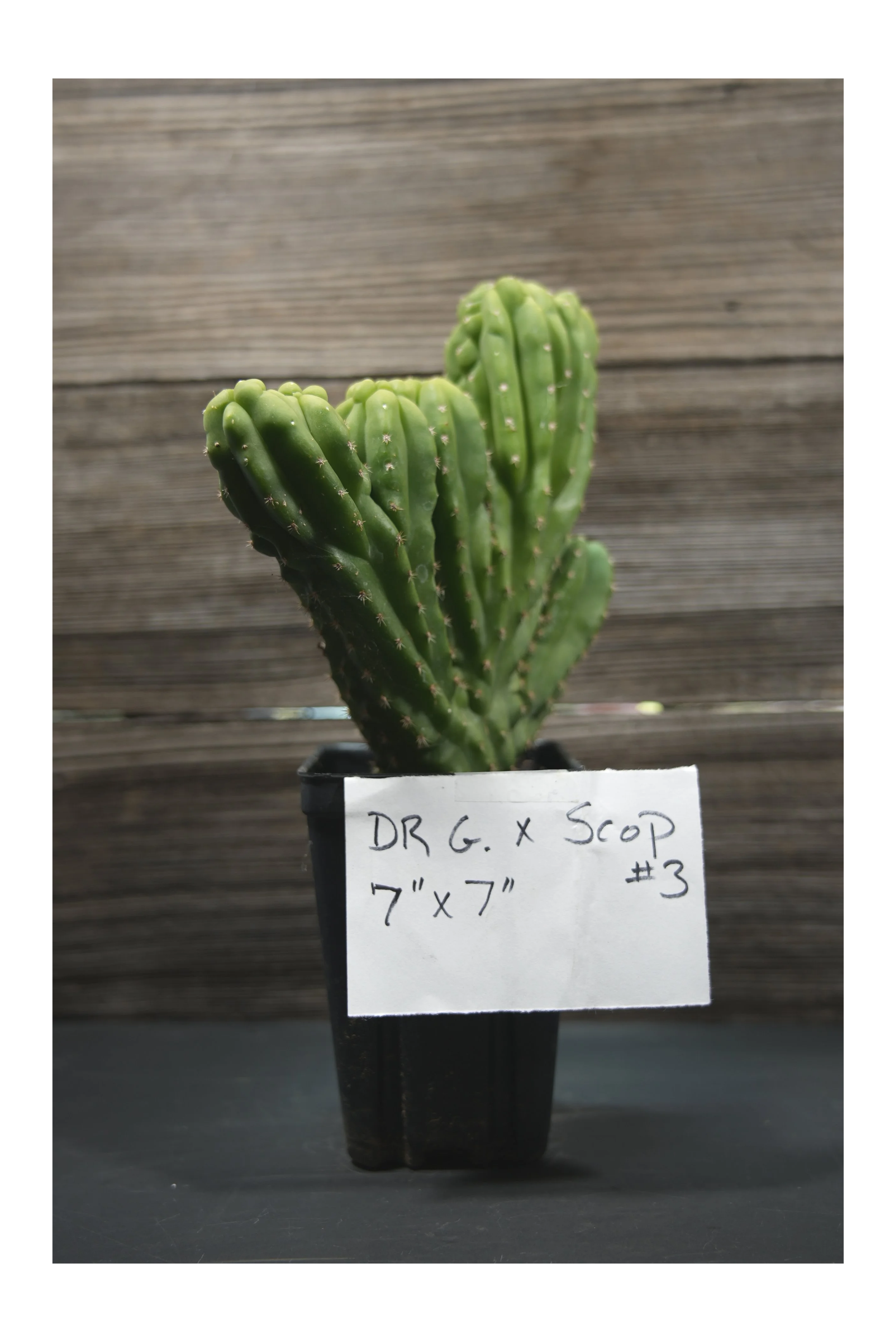 DR+G+X+SCOP+3-6.png