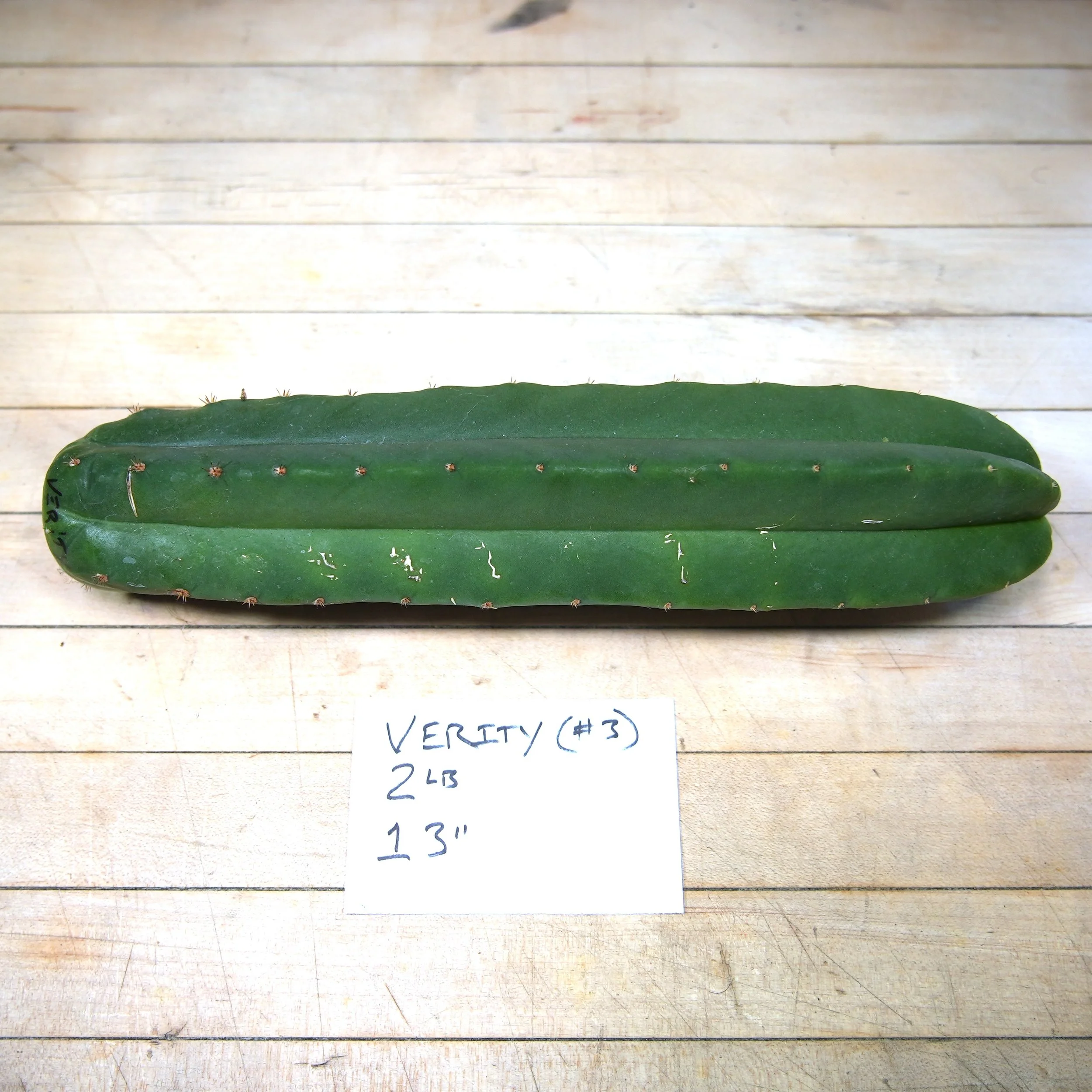 verity 3.JPG
