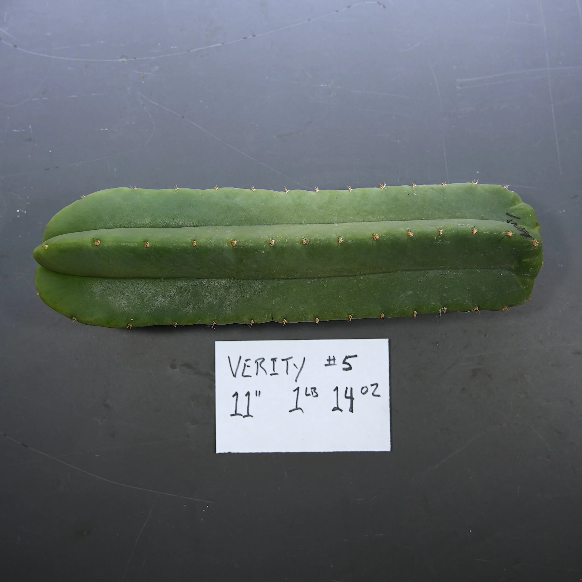 Verity #5.JPG