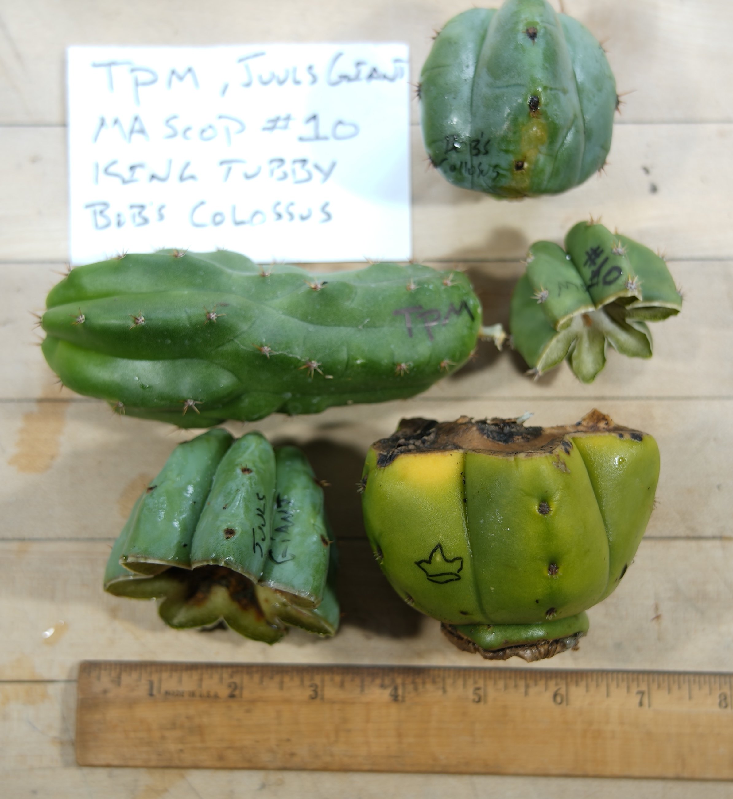 TPM JUULS 10 KT BOBS.JPG