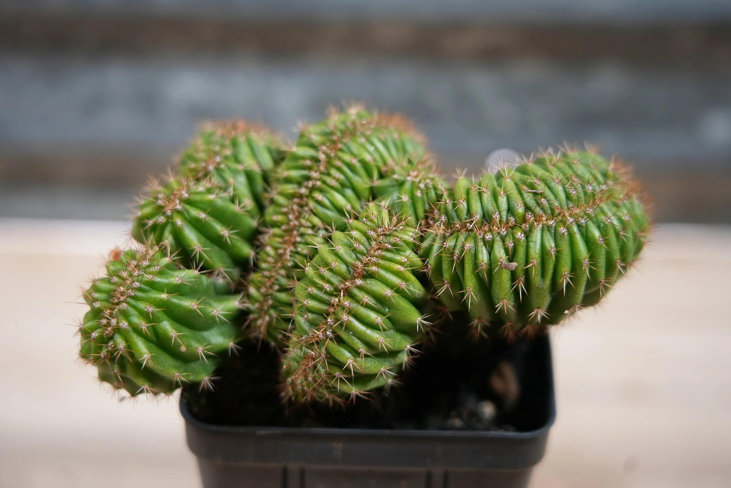 tpqc x olivia 1:3.JPG