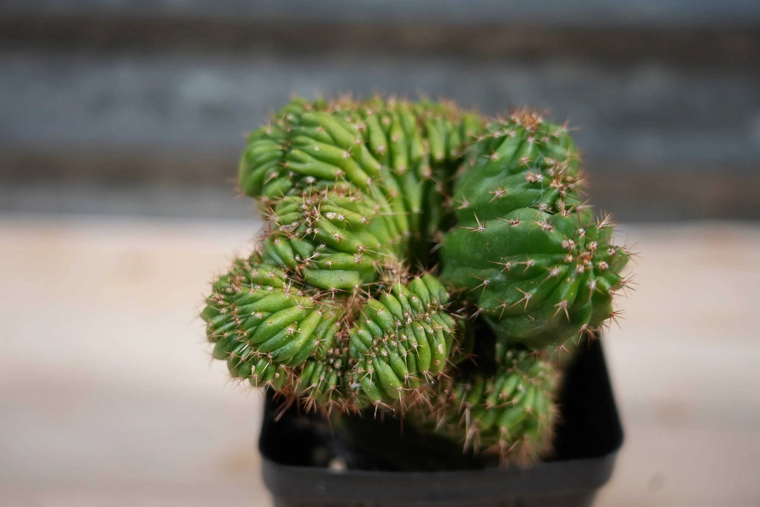 tpqc x olivia 2:4.JPG