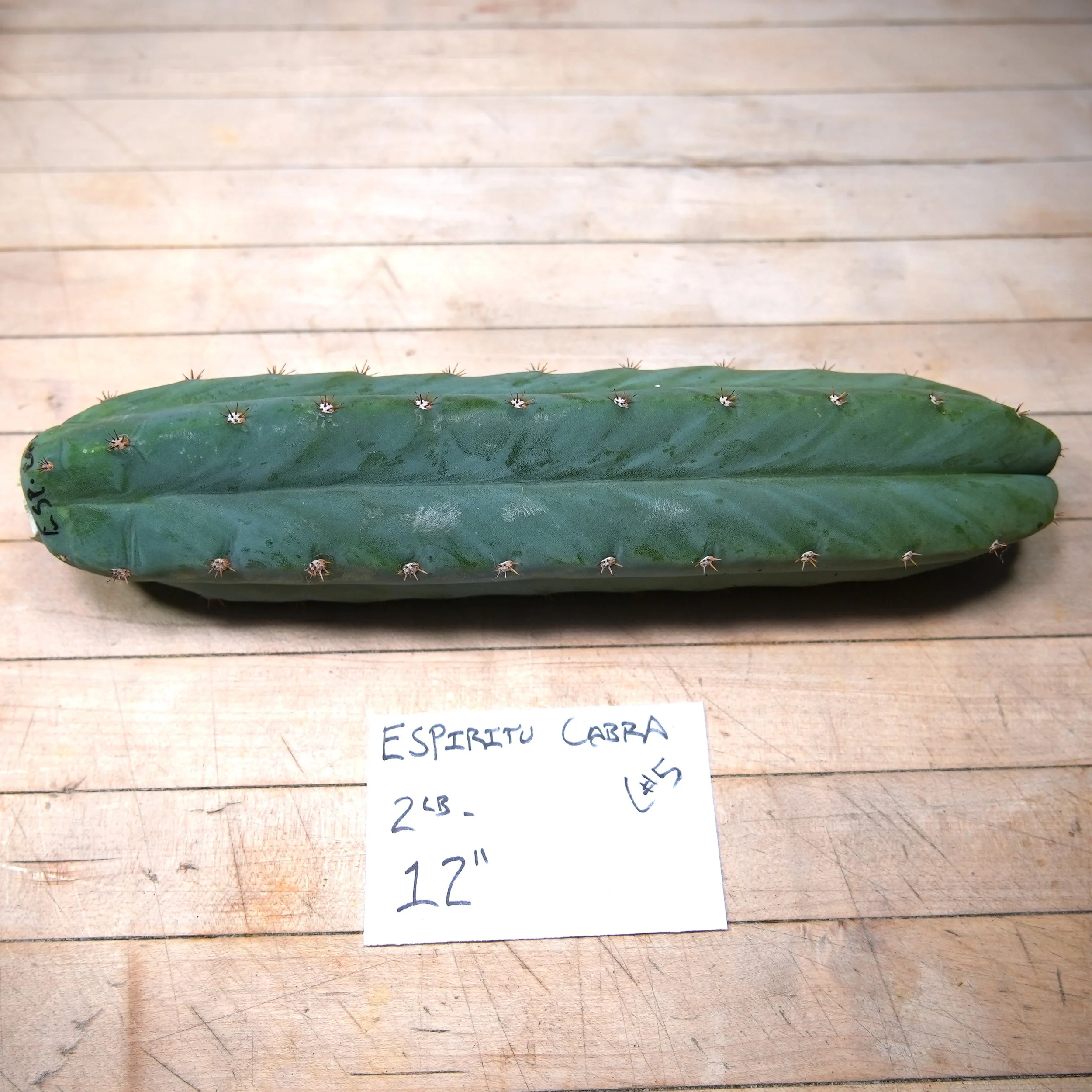 espiritu cabra 5.JPG