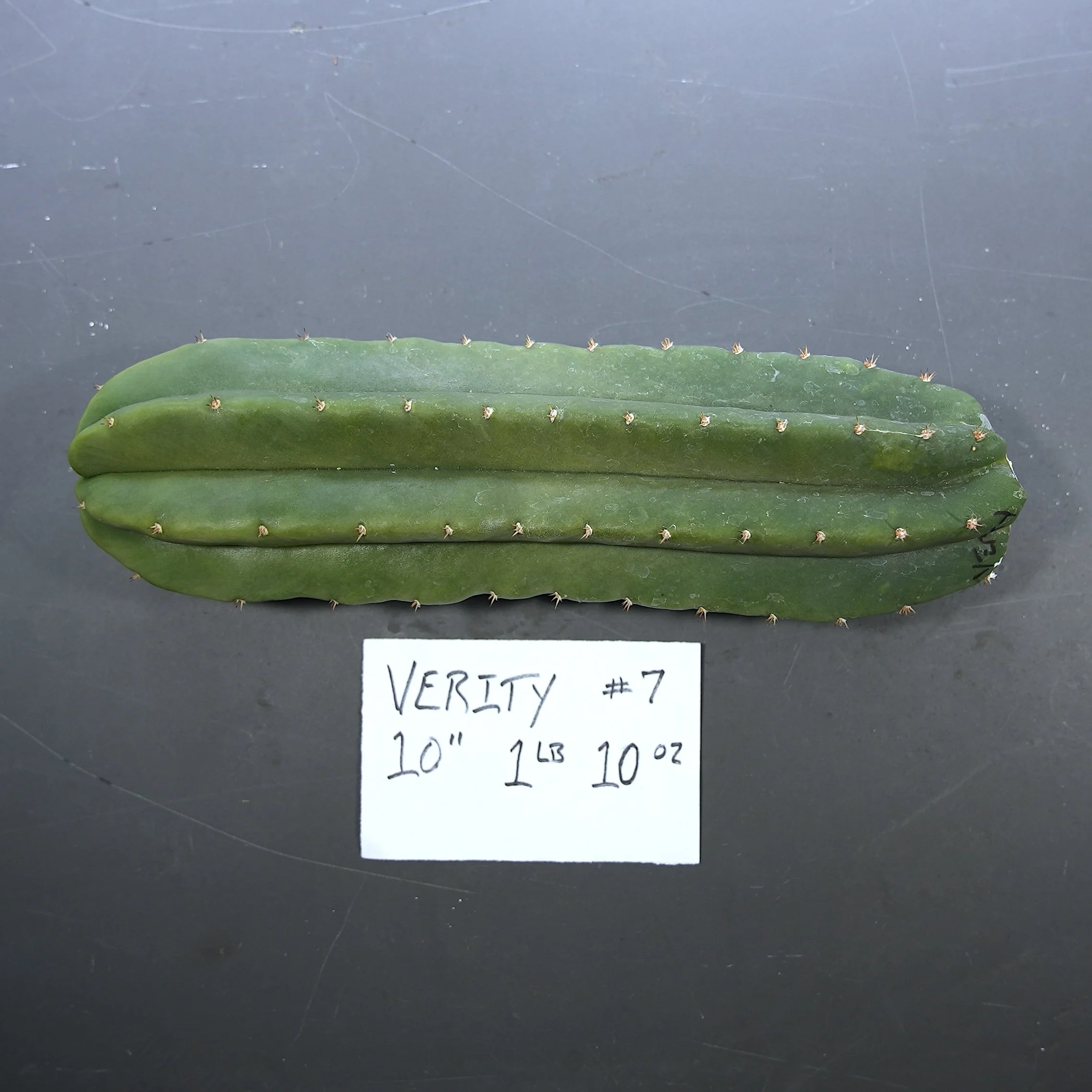 verity 7.JPG