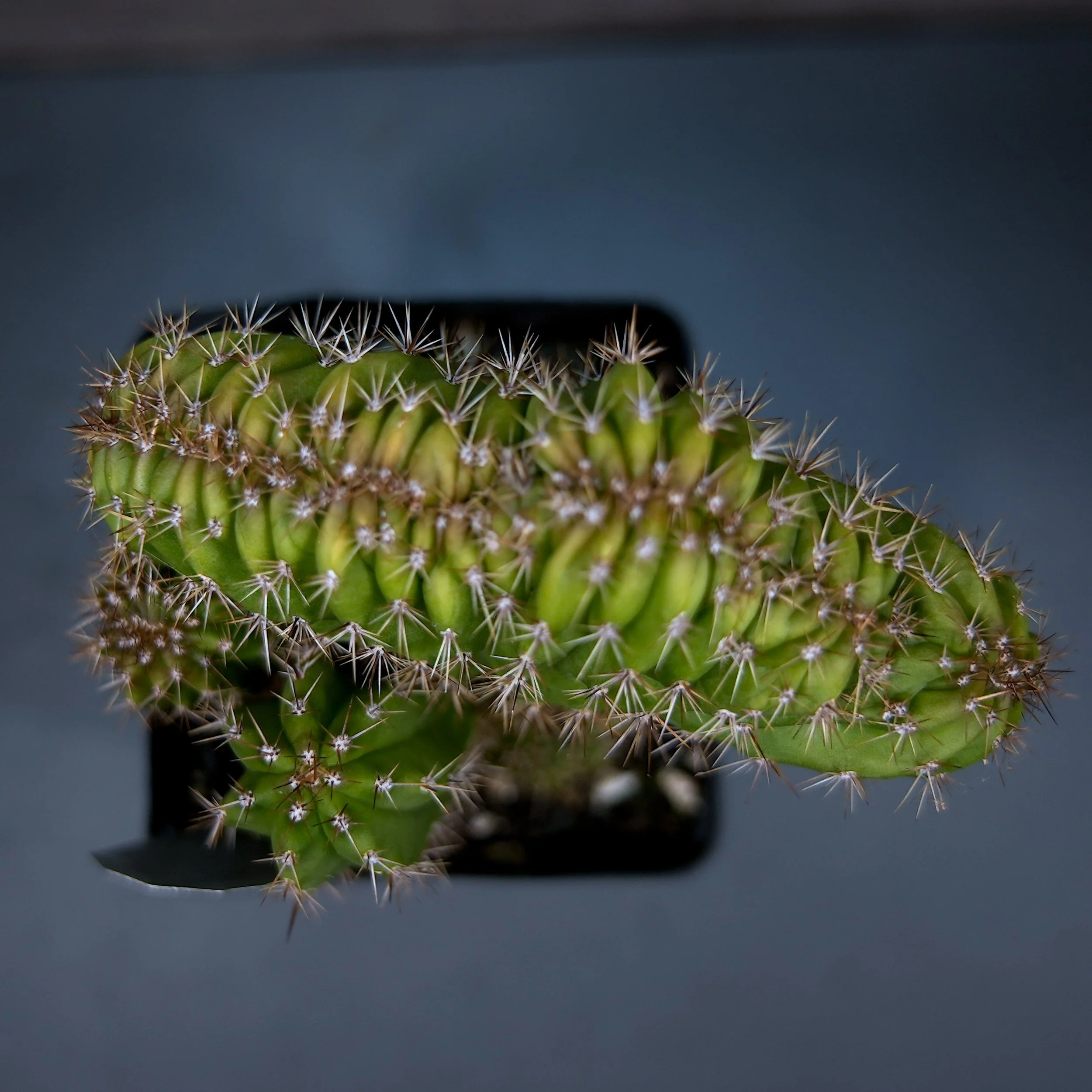DrGxScop 1-3.JPG