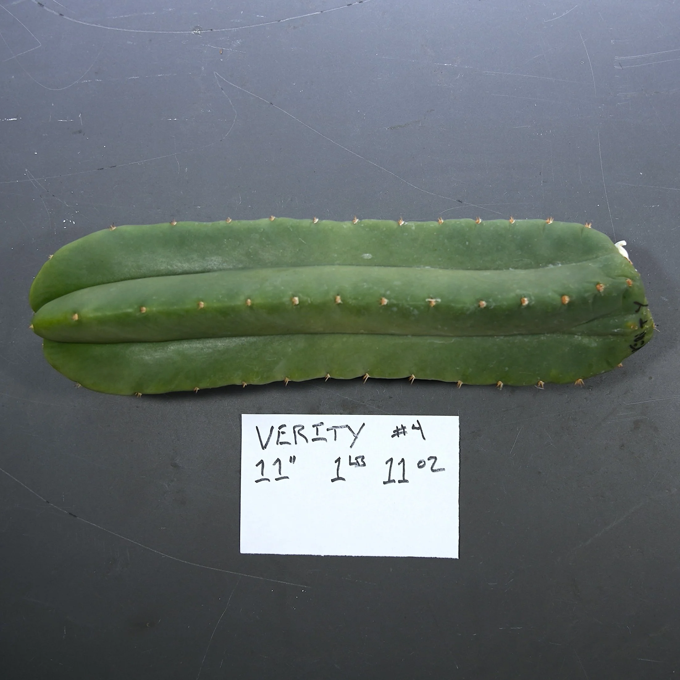 Verity 4.JPG