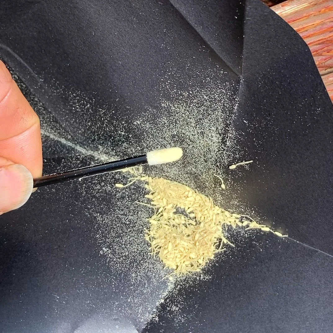 pollen w: brush in packet close up.jpg