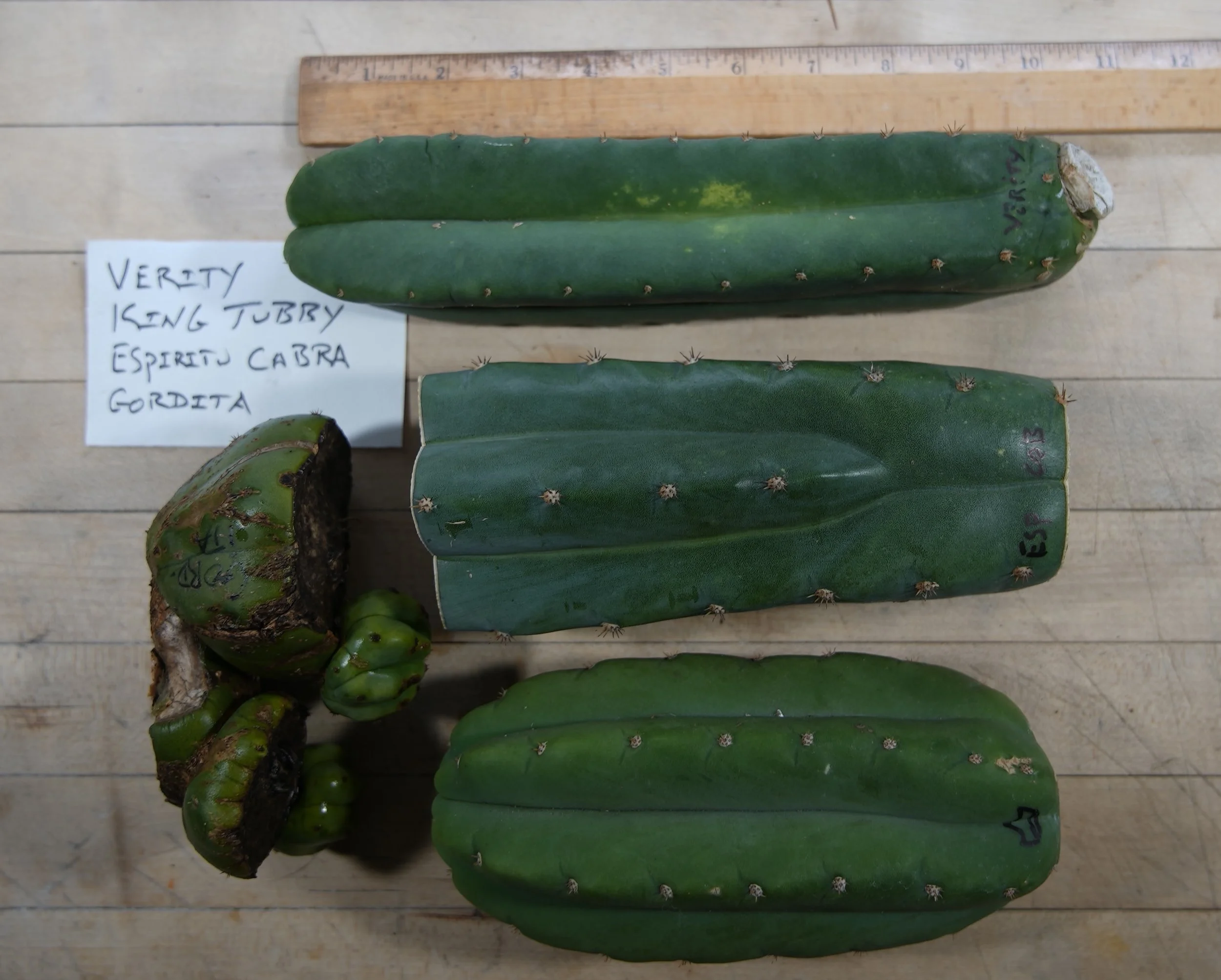 VERITY KT ESP GORD.JPG