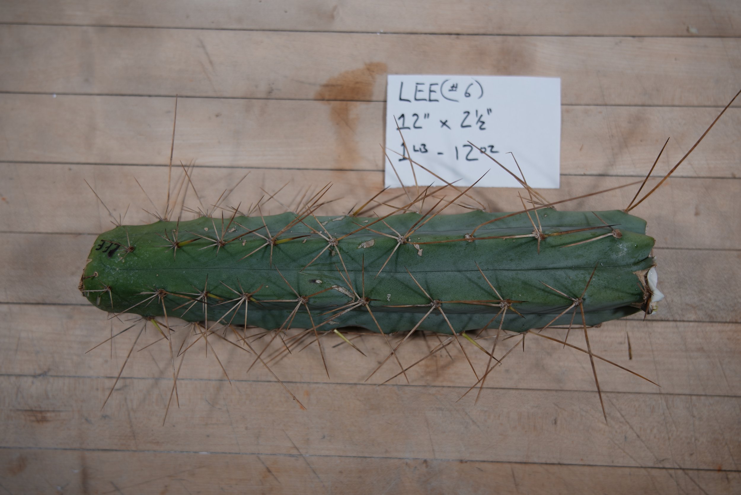 Lee, Bridgesii Base Cutting