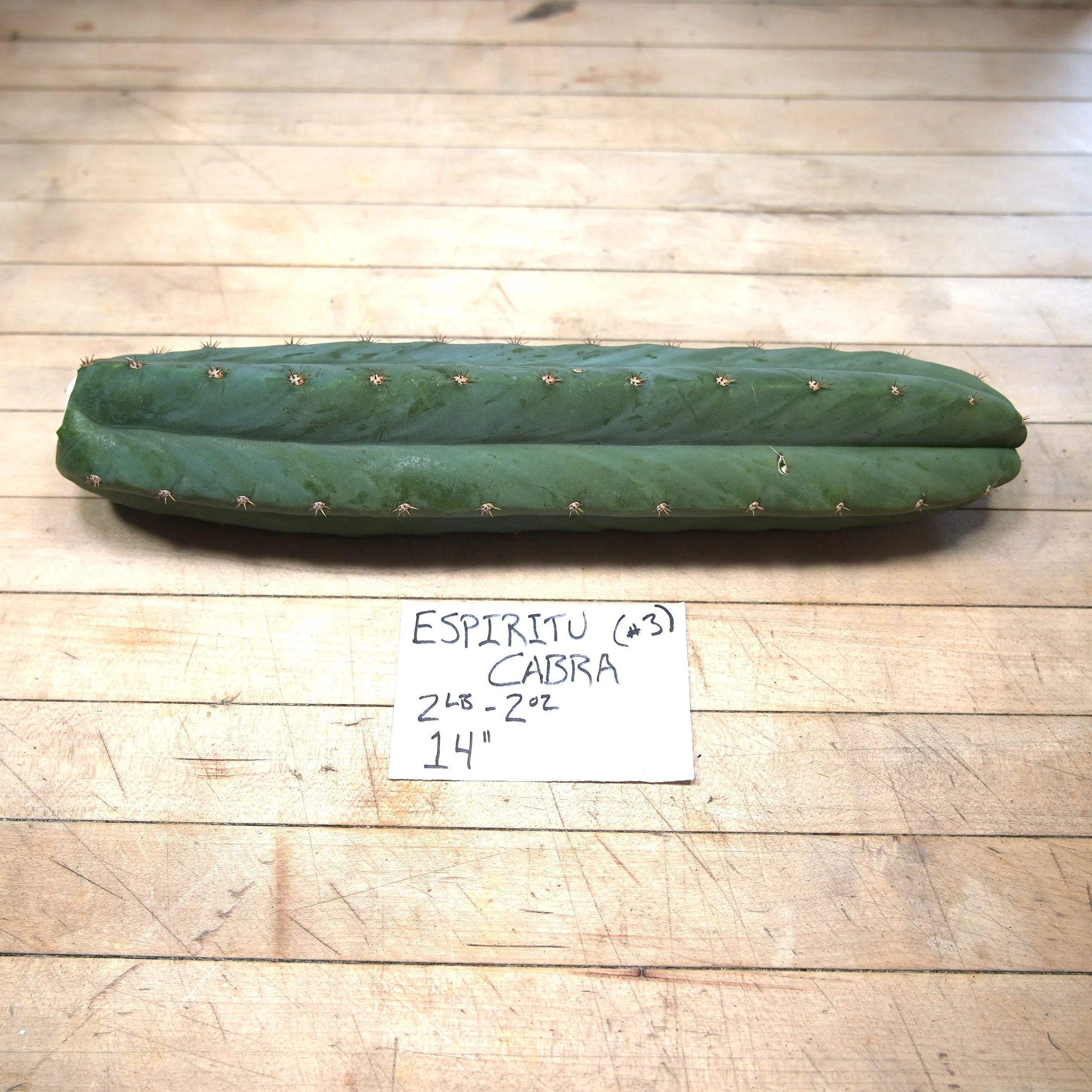 Espiritu cabra 3.JPG