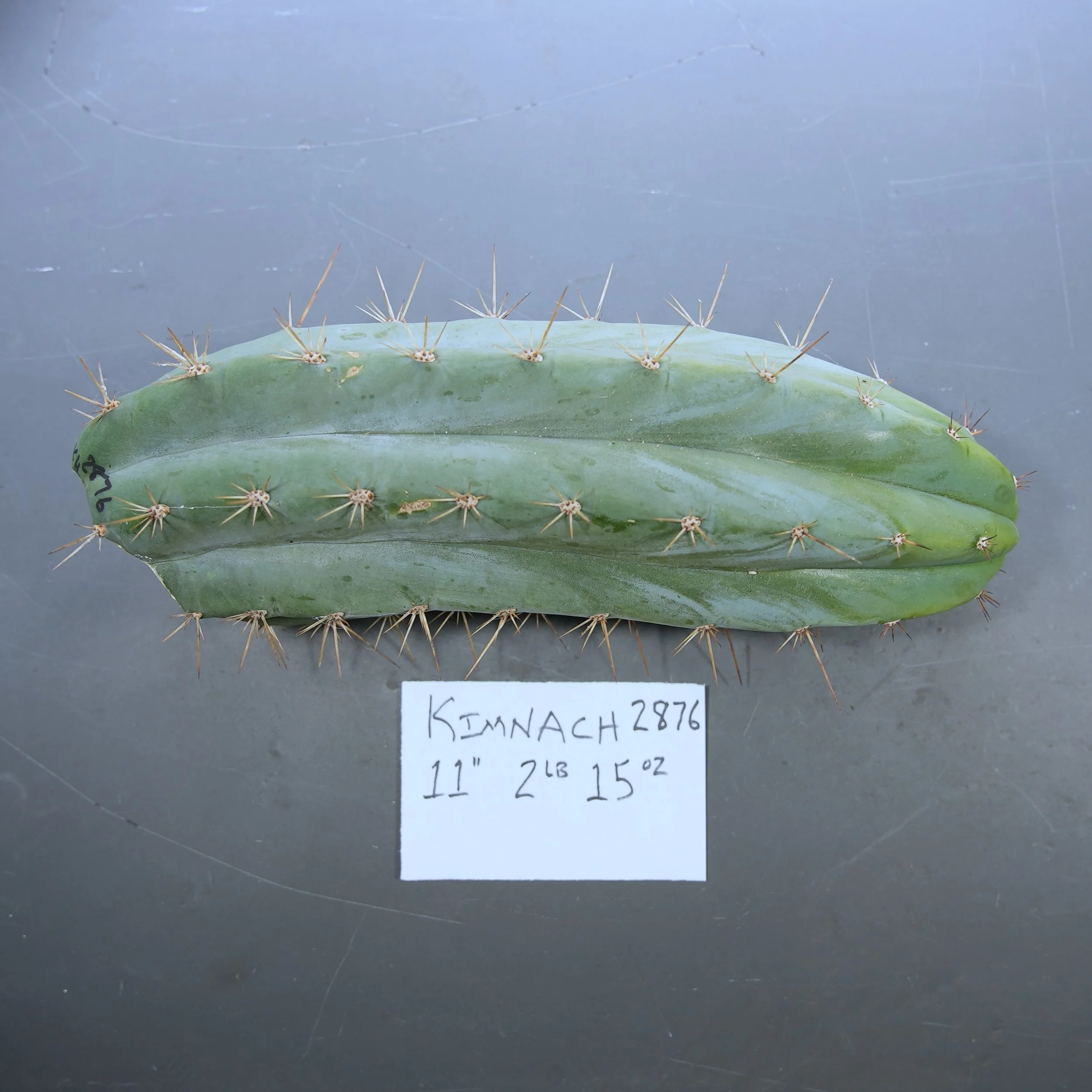 Kimnach.JPG