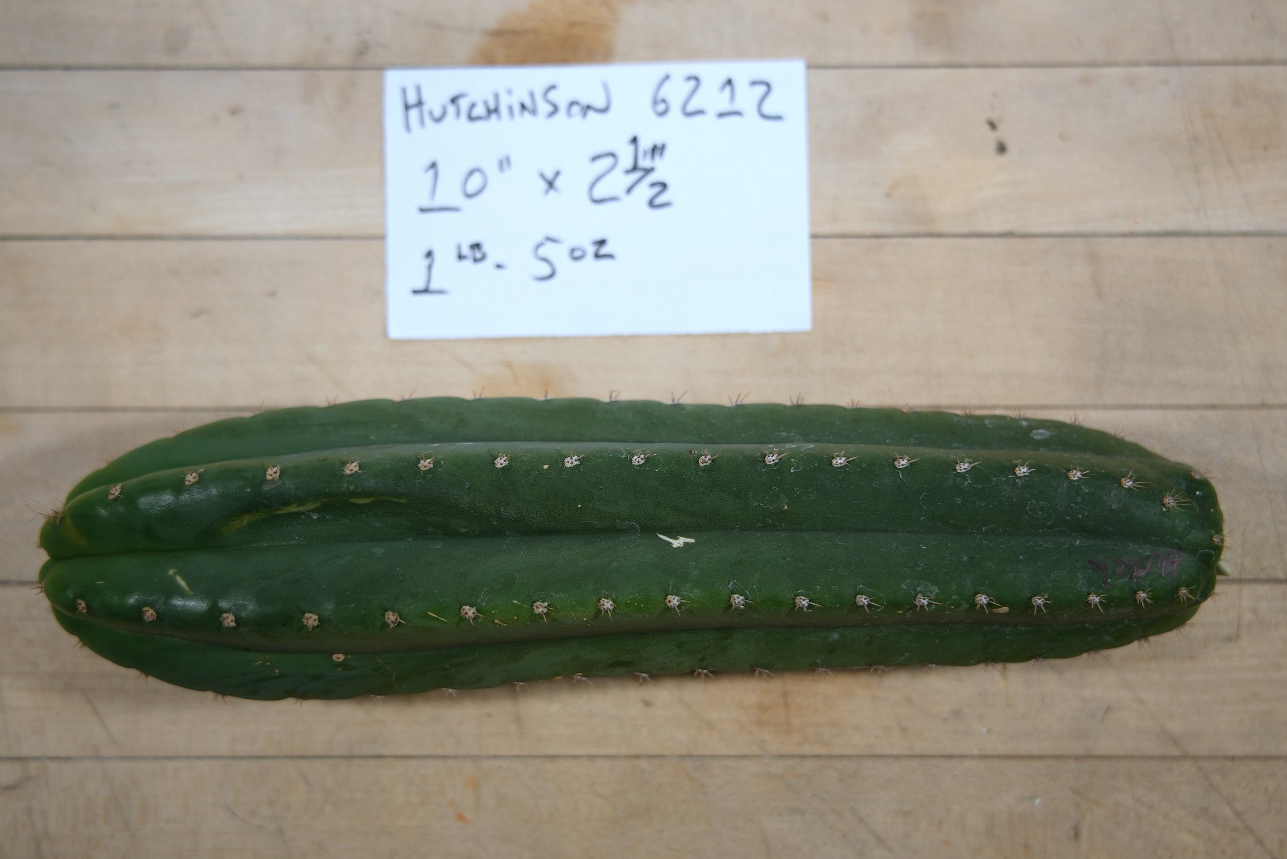 HUTCHINSON 6212 1.JPG