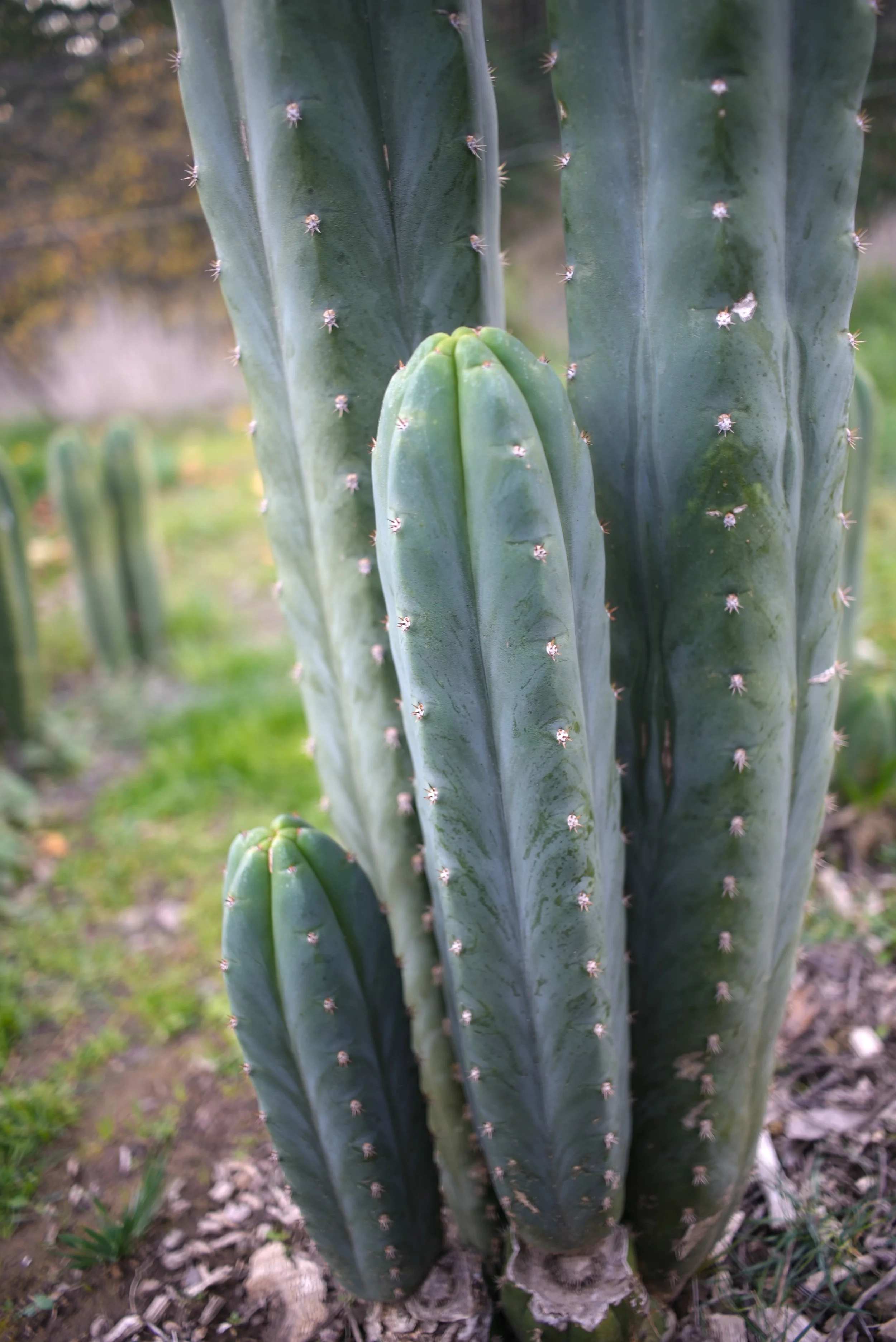 espiritu cabra 2.jpg