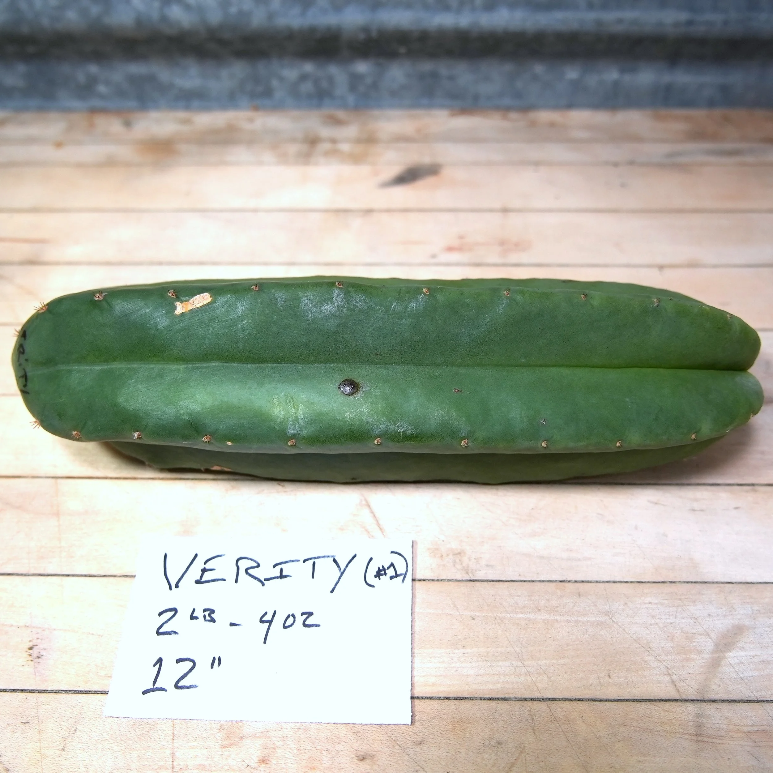 Verity 1.JPG