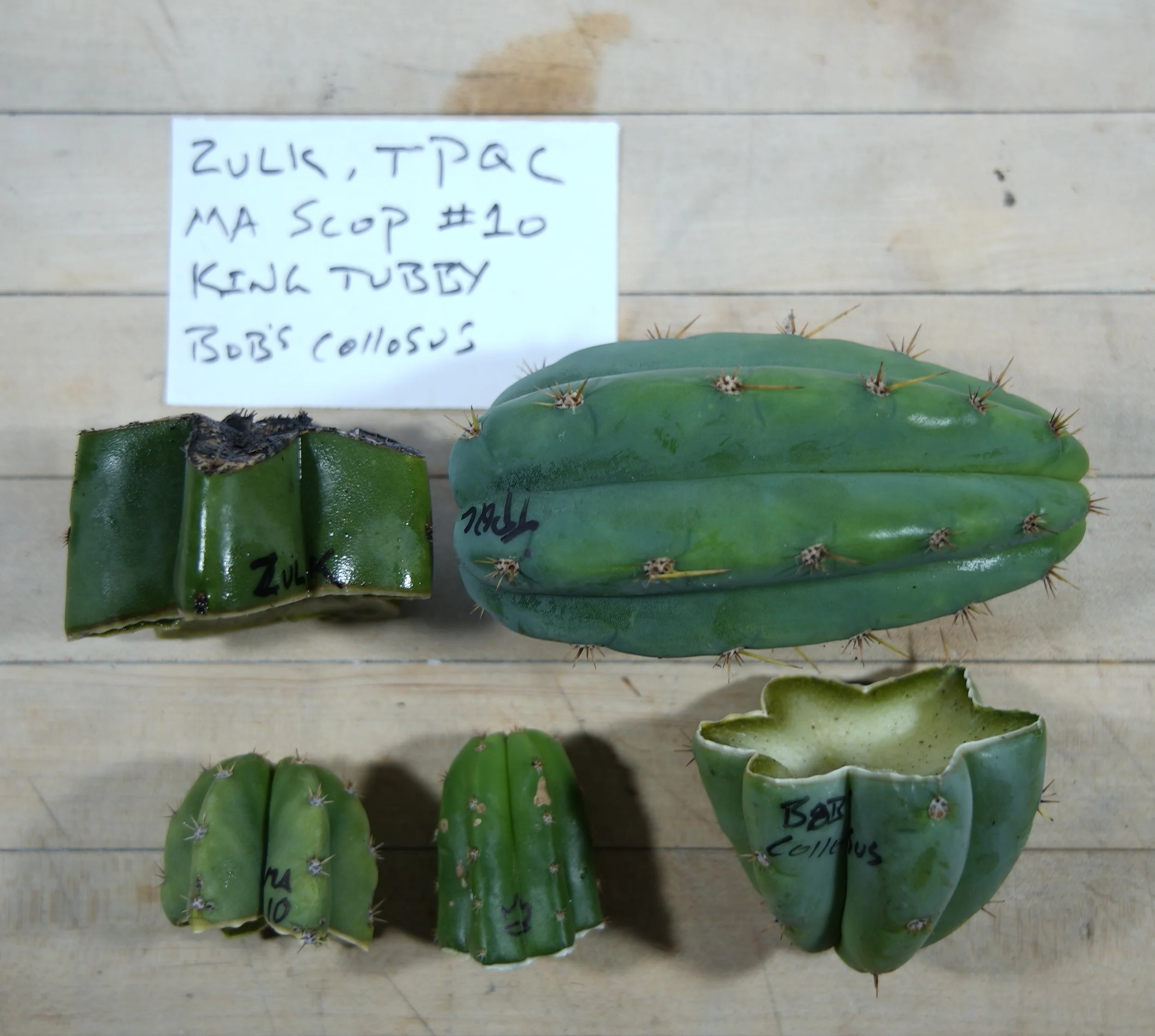 ZULK, TPQC 10,KT, BOBS.JPG