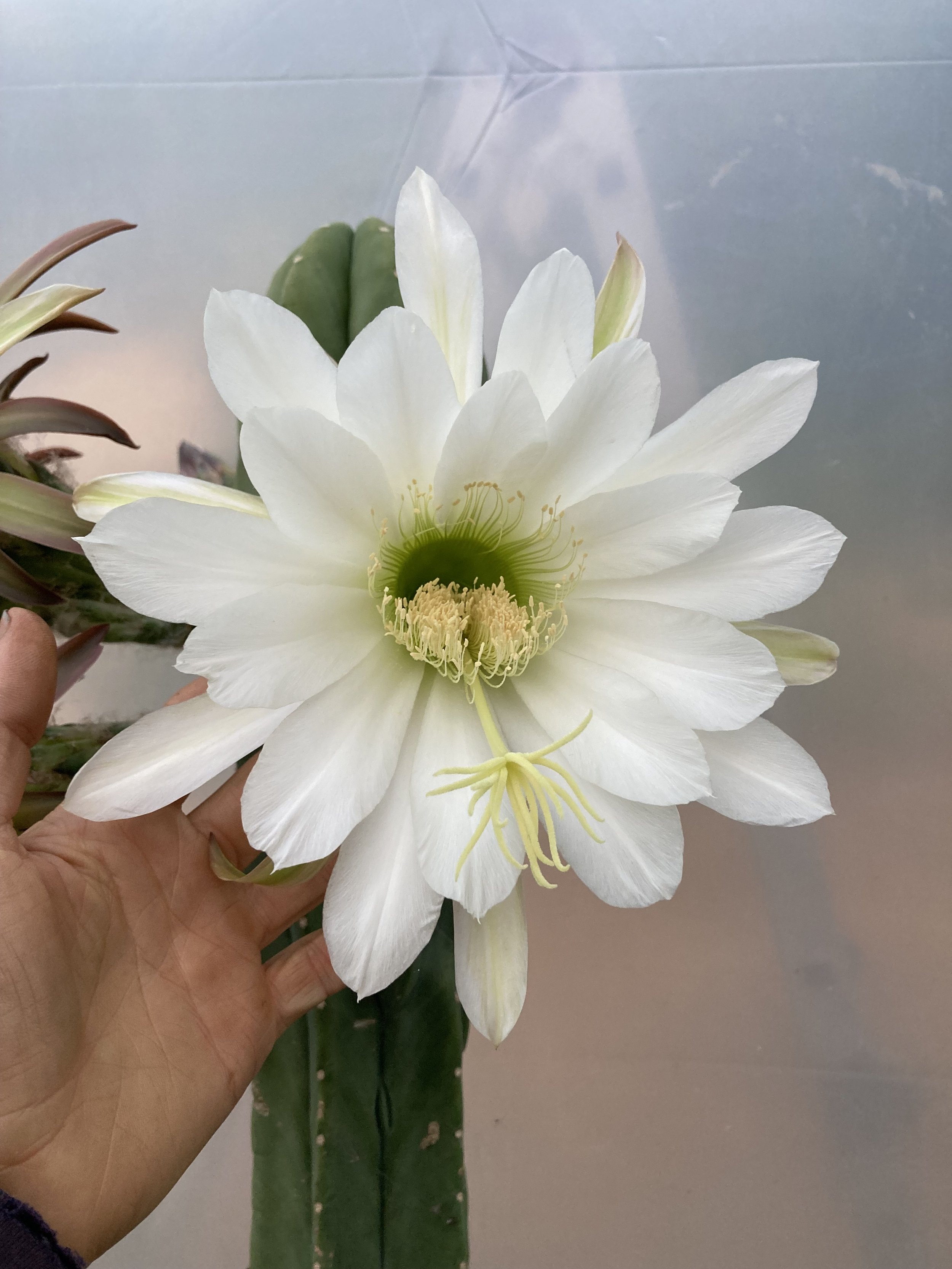 SAN PEDRO CACTUS POLLEN- SS02