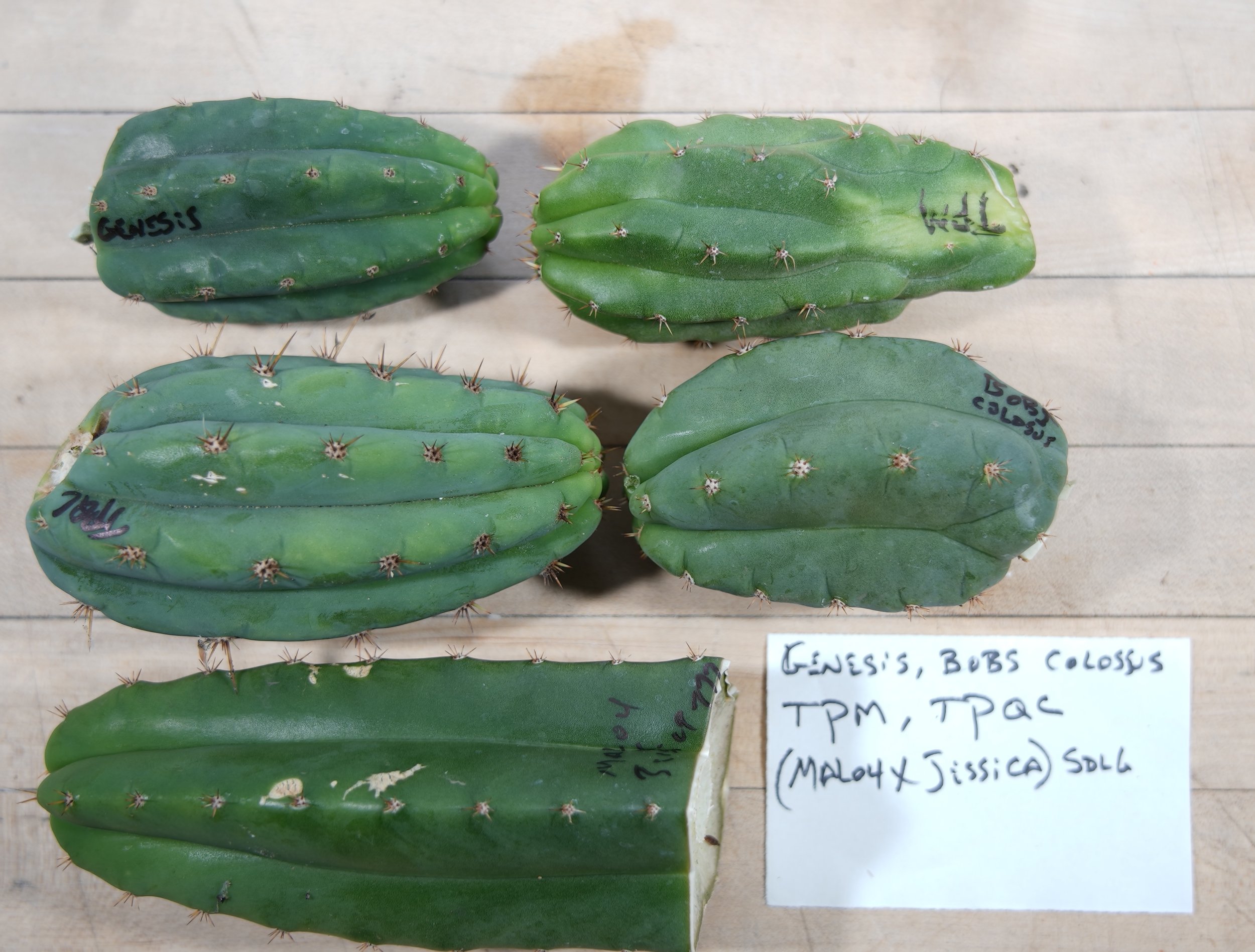 GEN, BOB, TPM TPQ, .JPG