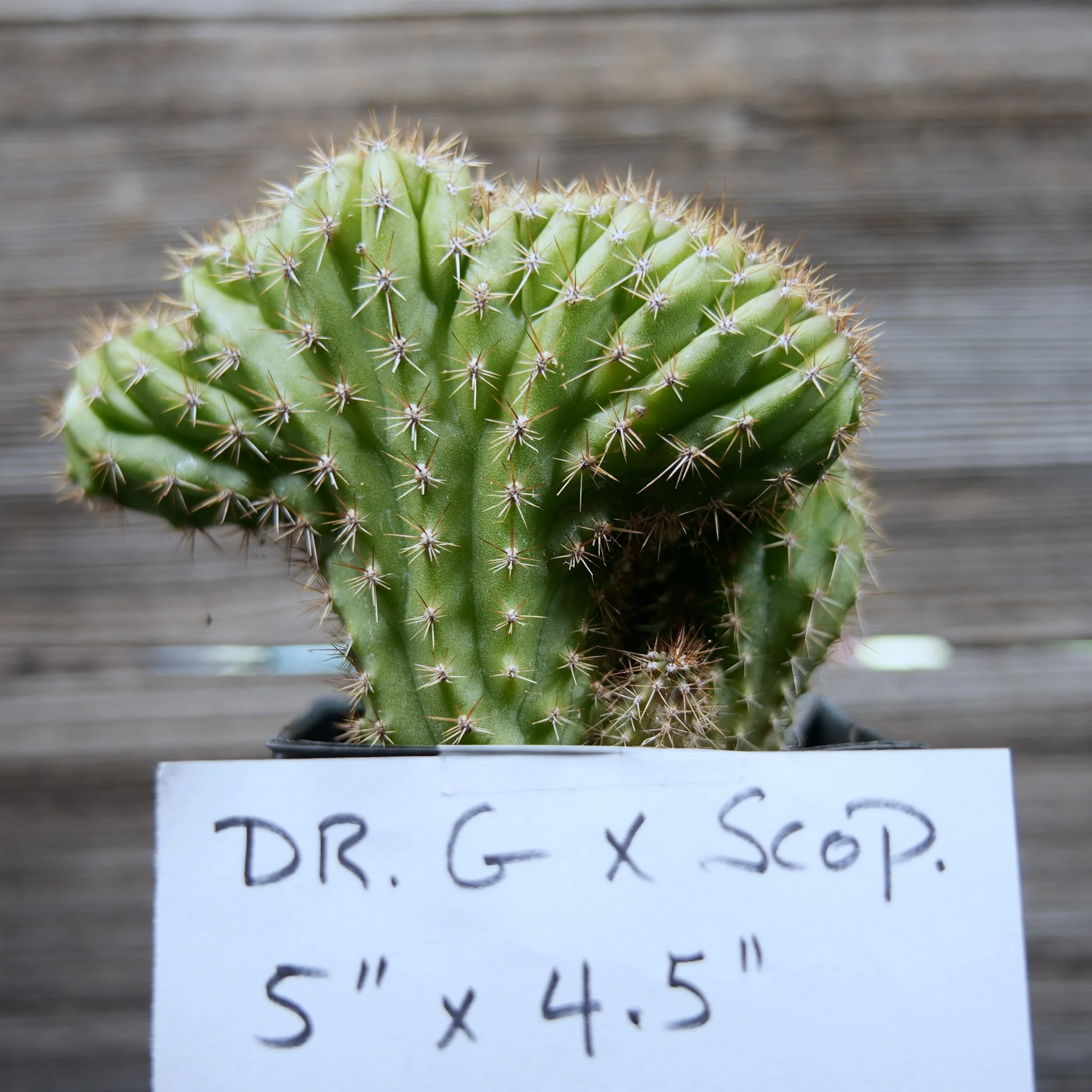 DrGxScop 1-4.JPG