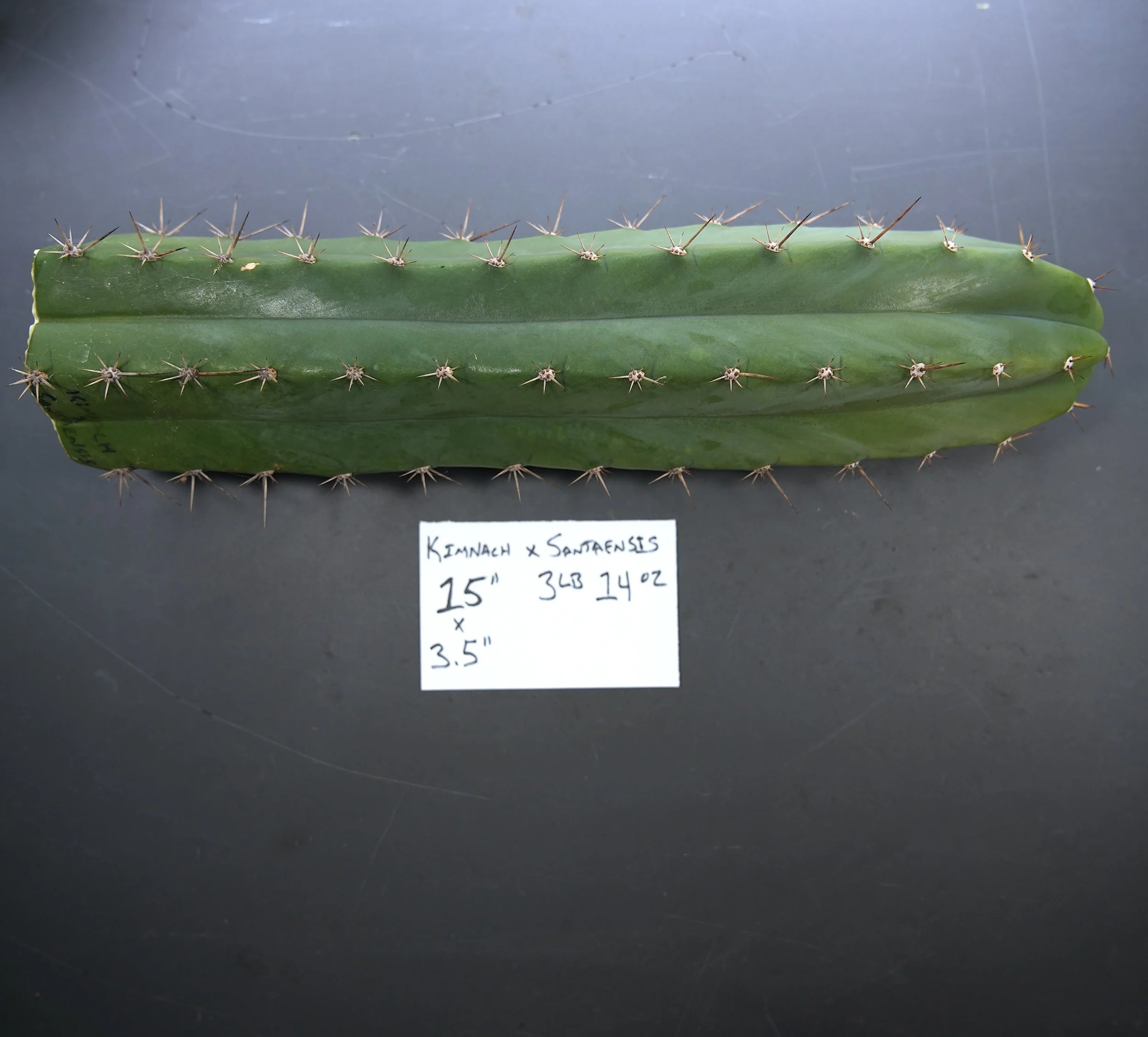kimnach x santaensis.JPG