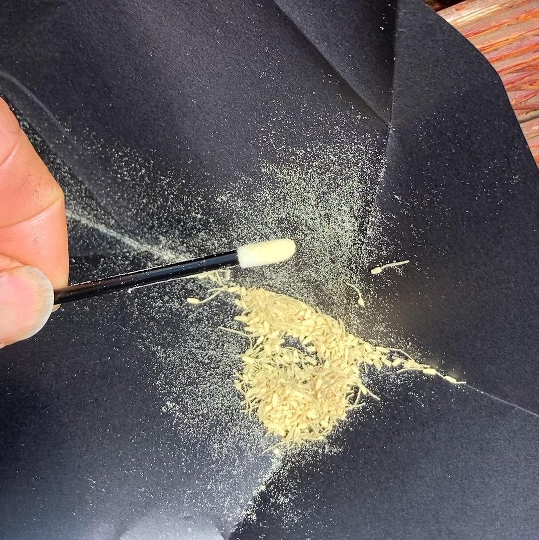 pollen w: brush in packet close up.jpg