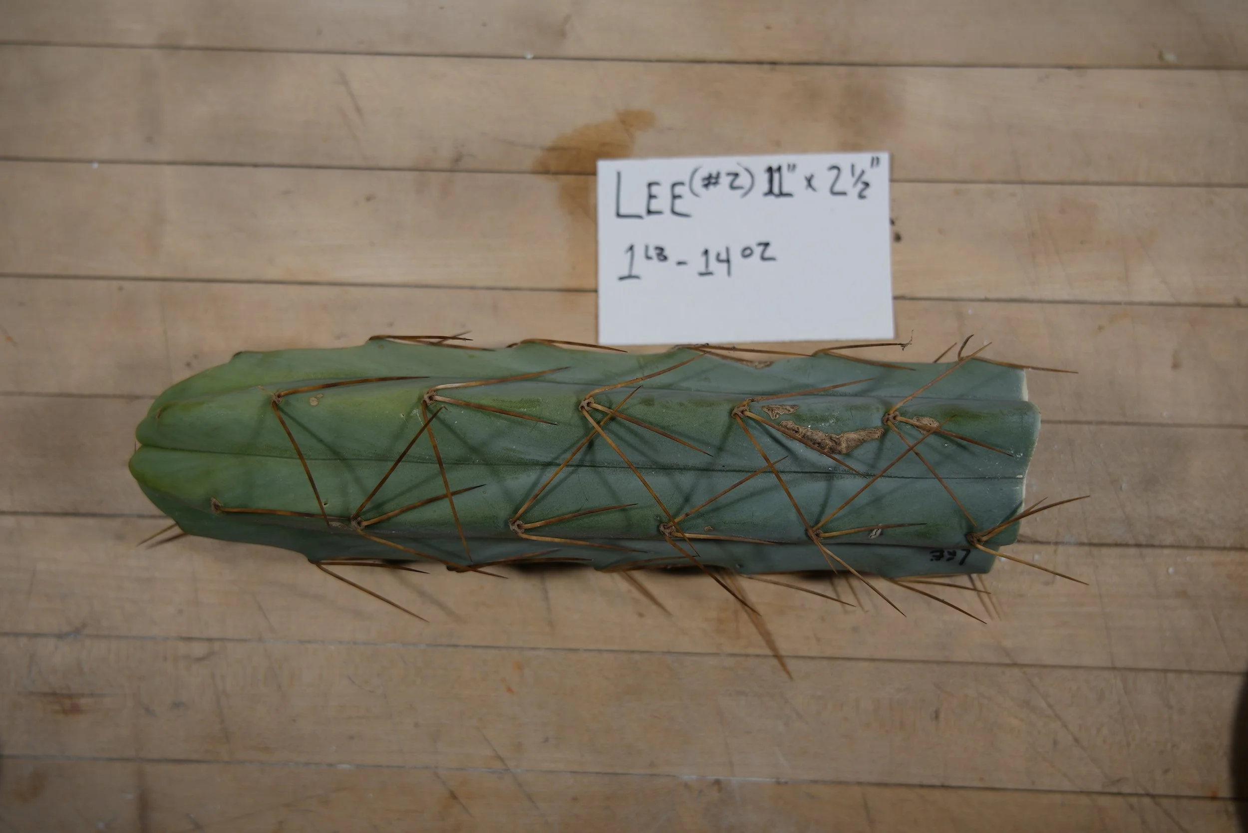 Lee, Bridgesii Tip Cutting (#2)