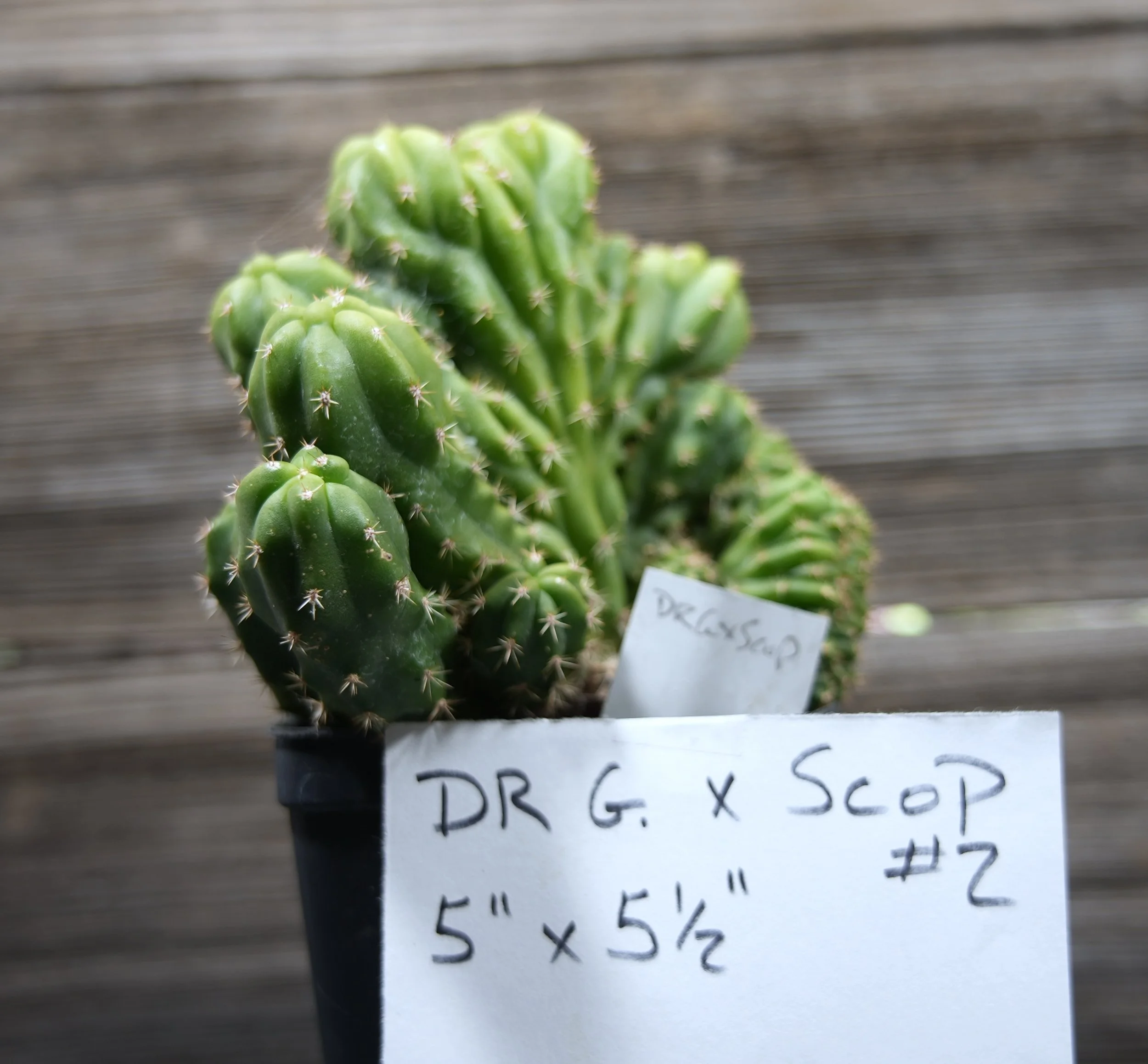 DrGxScop 2-7.JPG