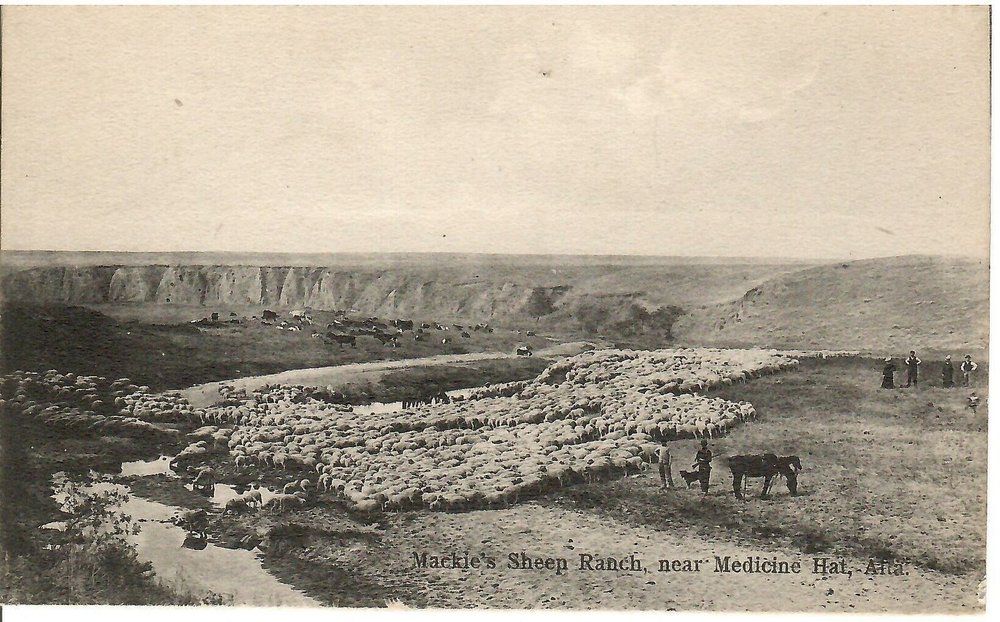 MACKIE'S SHEEP RANCH.jpg