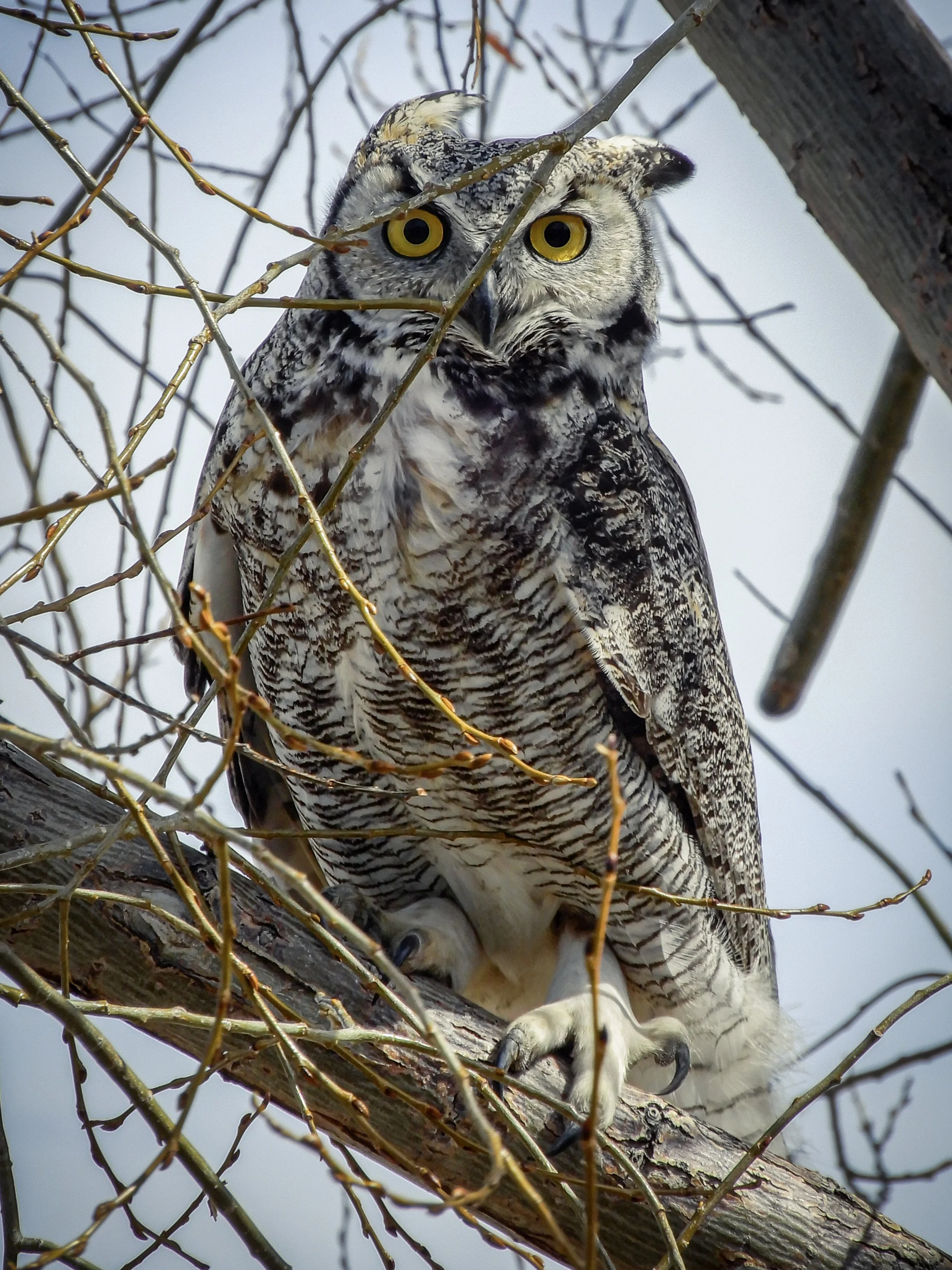 Great Horned Owl - Jon Higgins.jpg