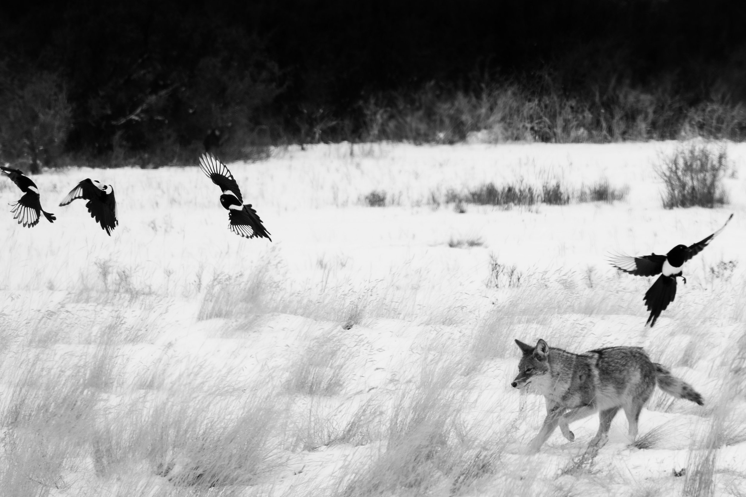 9875743F-E863-4DF9-8ECB-C8D77D0C03CE-44033-00000FBBA7A15348 (1).jpg