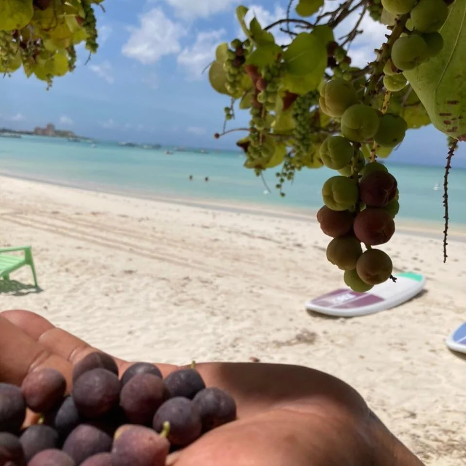 #aruba #onehappyisland #beach #tours #atvs #Transfers #goldmine #foxytours #theluckyhousearuba #cruiseships