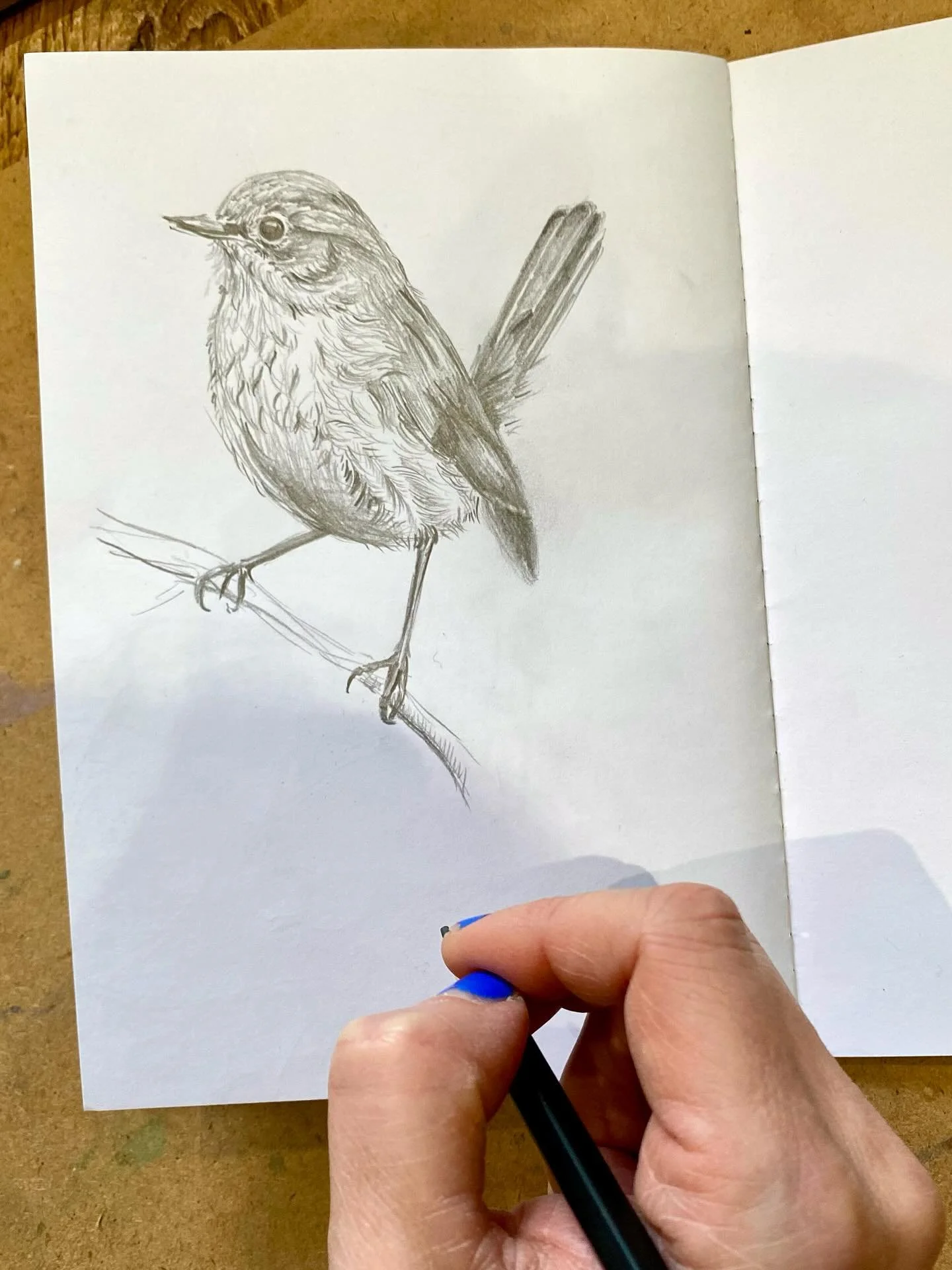 Wren sketch! #drawing #sketchbook #songbird #drawingwildlife #wren #bird #gardenbirdsuk