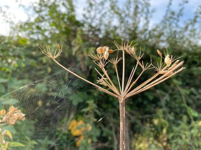 photo-by-hannah-nicholls-autumn-seed-heads-and-cobweb