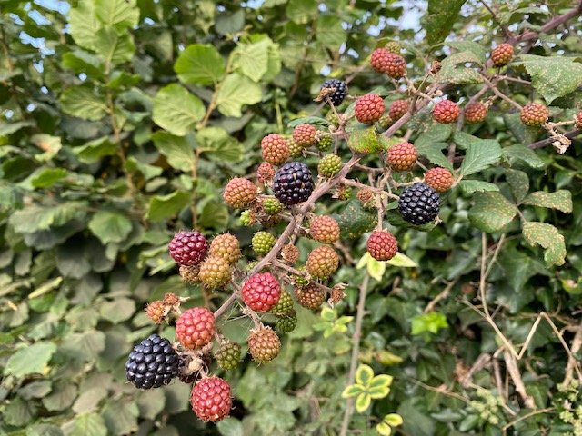 photo-by-hannah-nicholls-blackberries-on-the-hedgerow-in-september