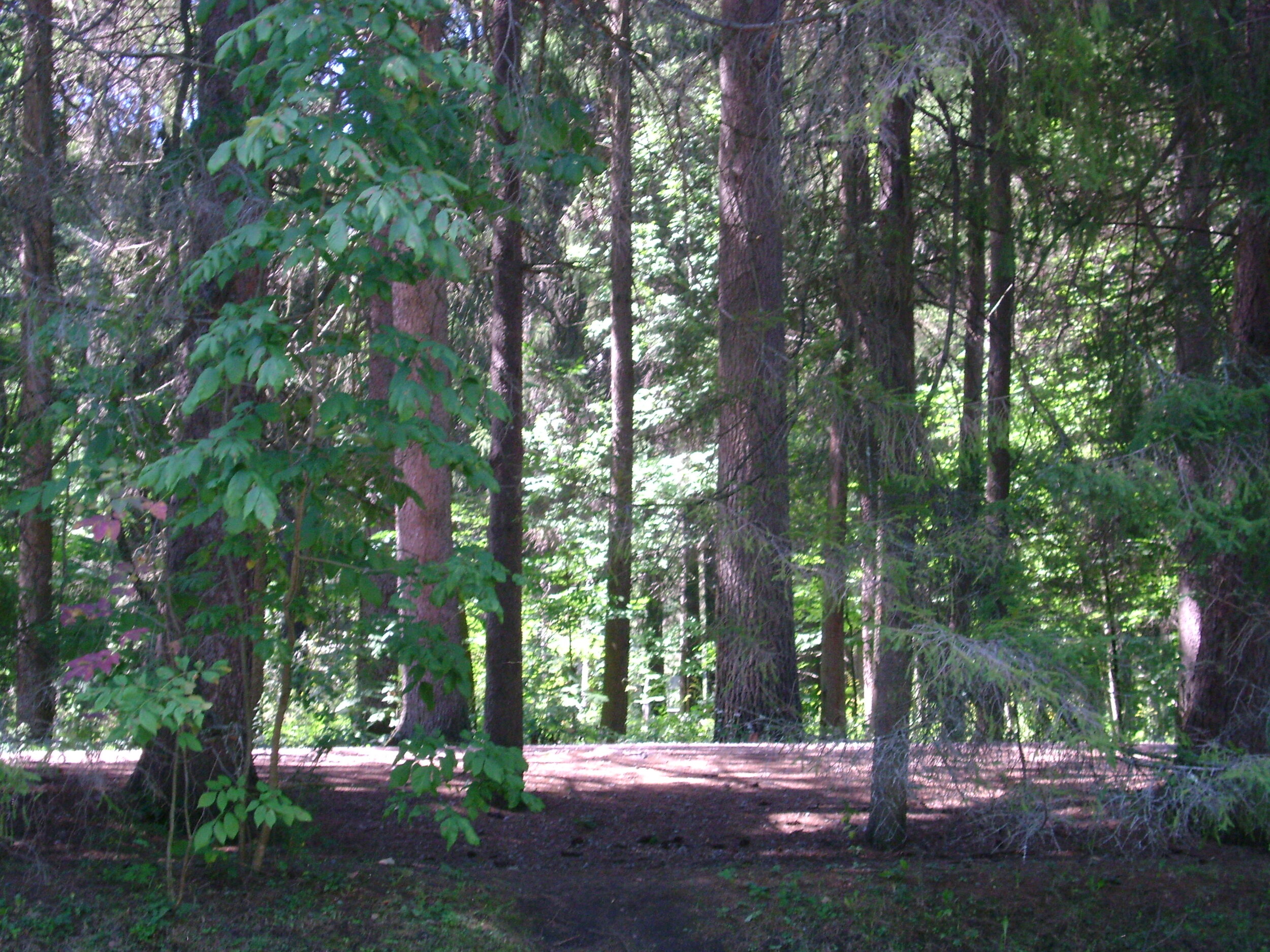 forest.jpg
