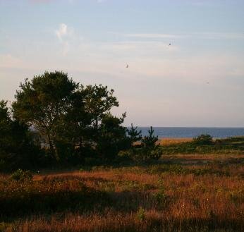 DSC00080-346x329.jpeg