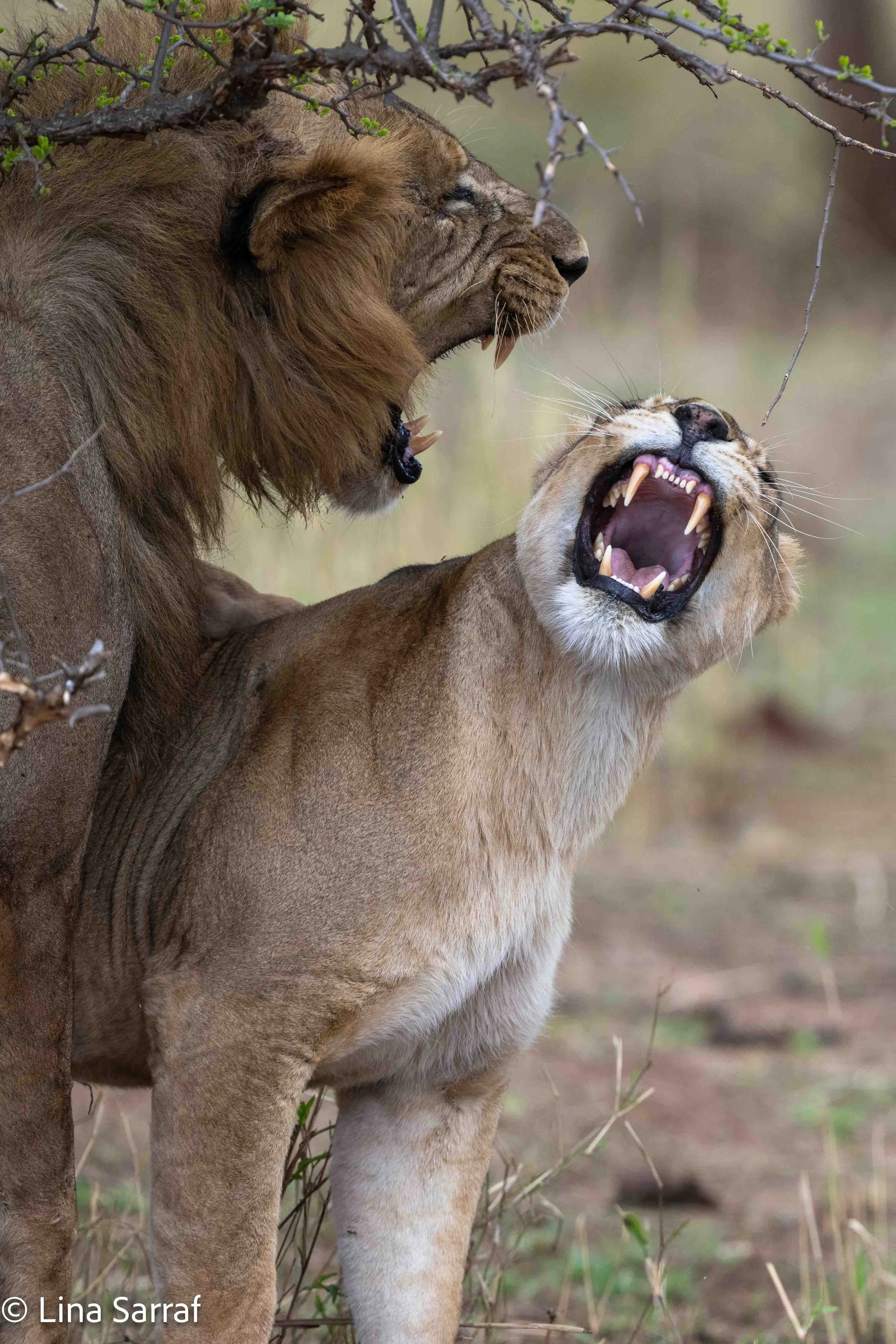  wildlife-77.jpg