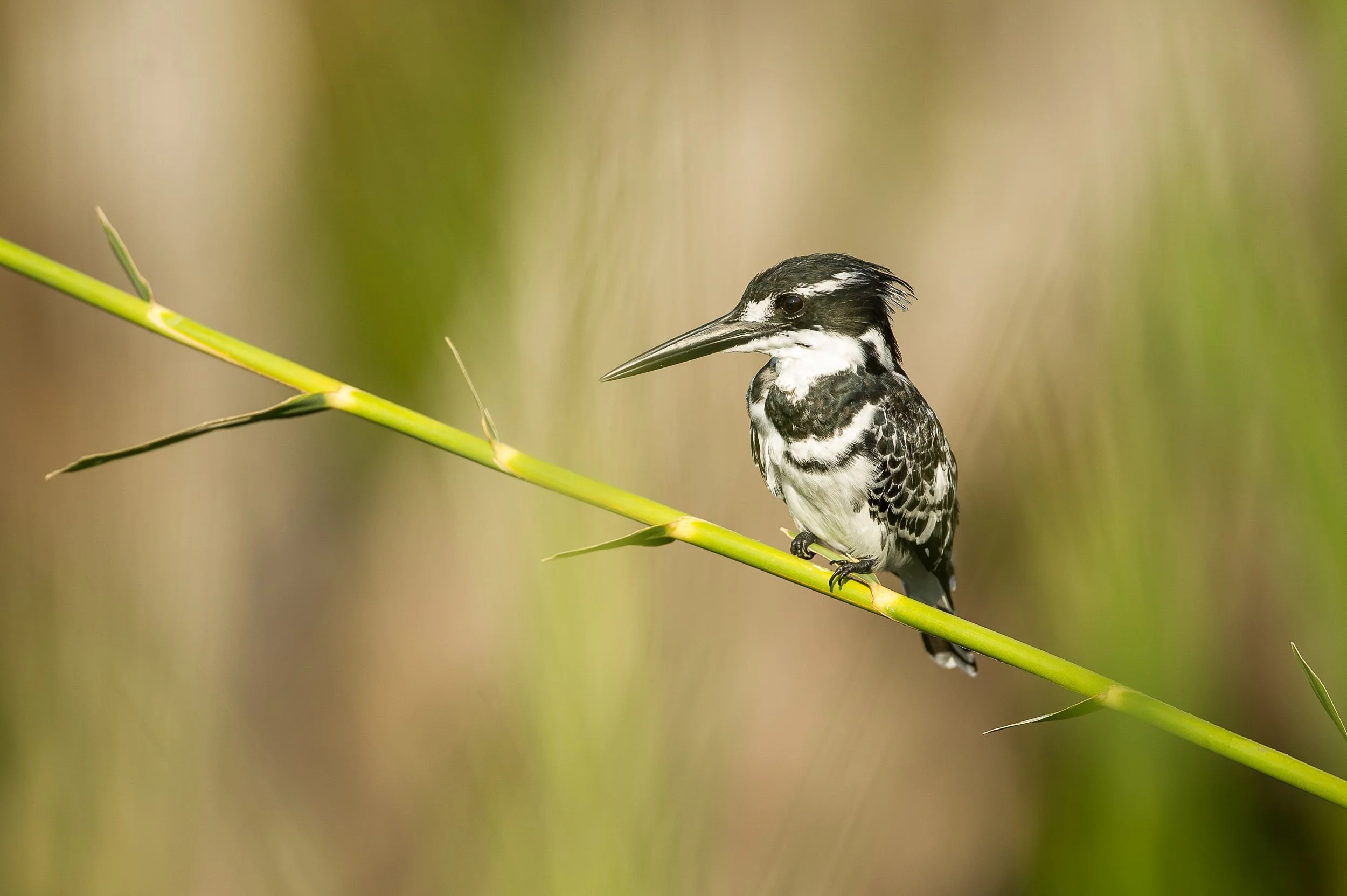 Martin pêcheur-1.jpg