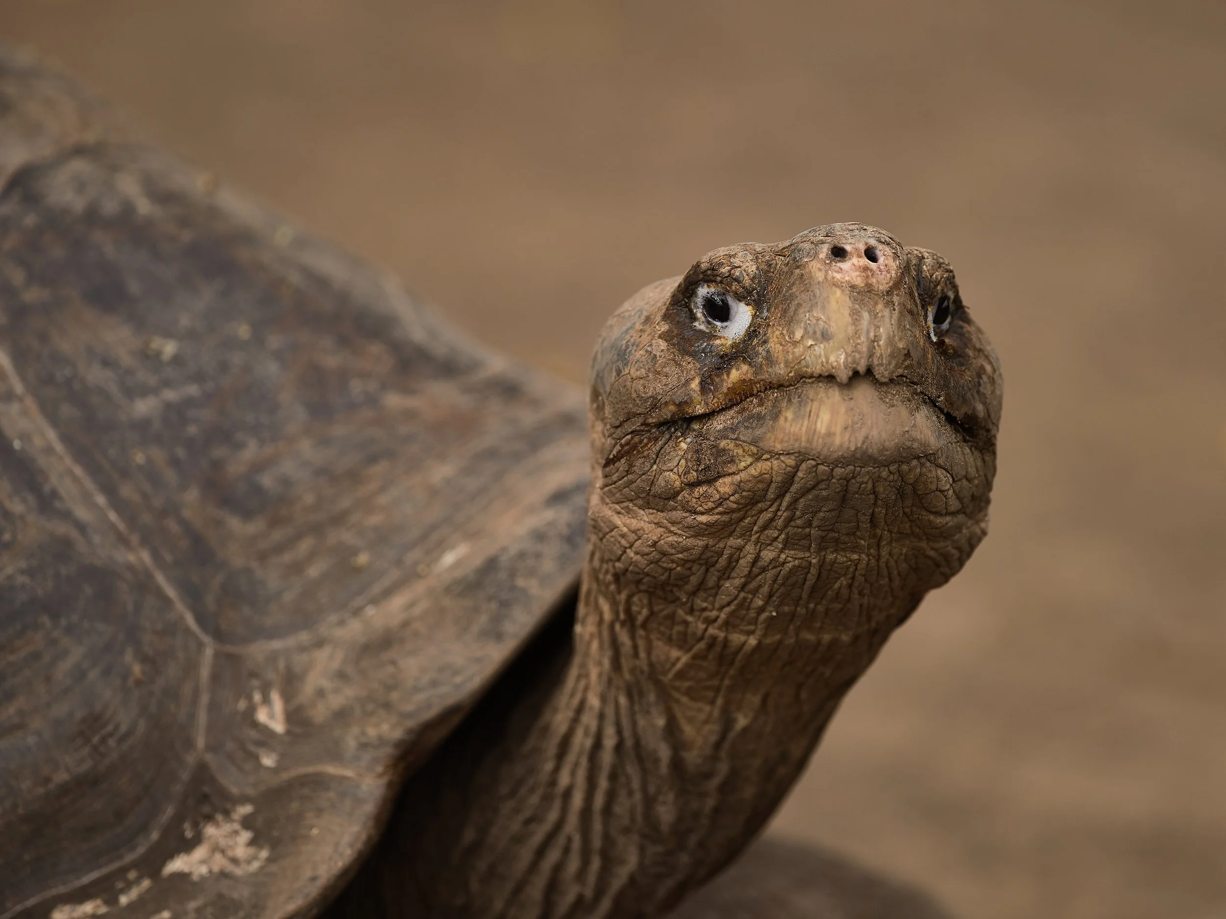 Galapagos Mamiya 9.jpg