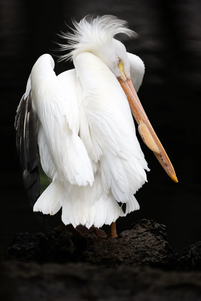 FloridaZ9D_6301986.jpg