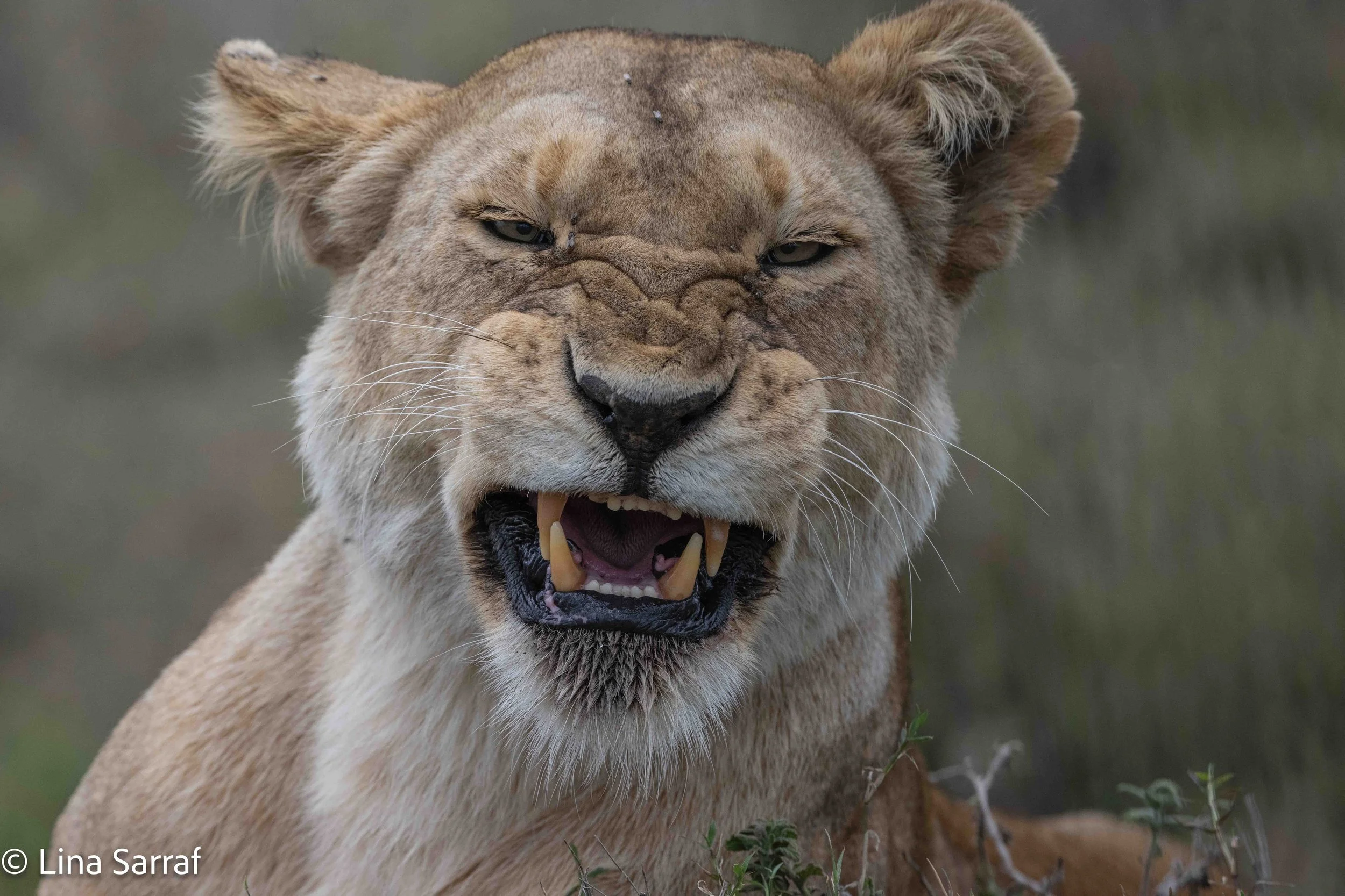  wildlife-67.jpg