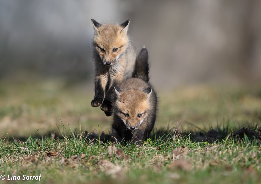 Red Fox Cubs