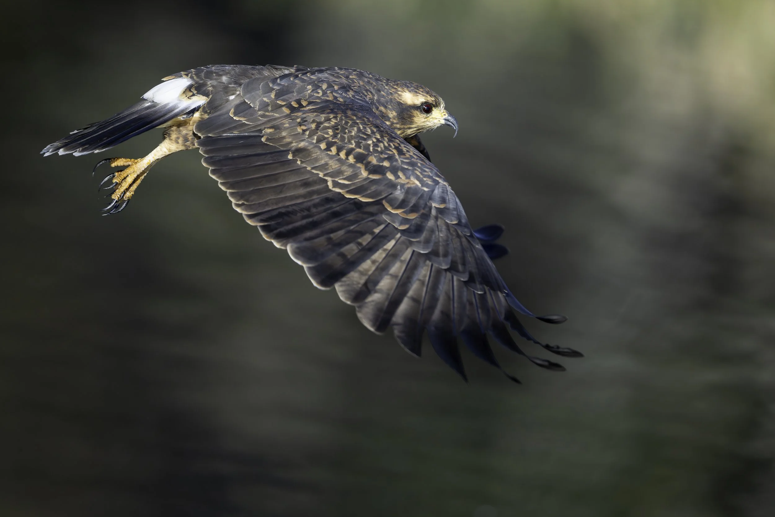 untitled--topaz-sharpen copy.jpeg