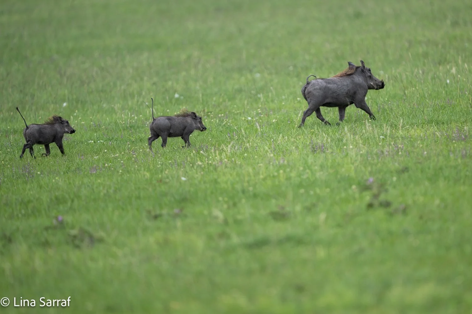  Africa Z9D_1734422.jpg