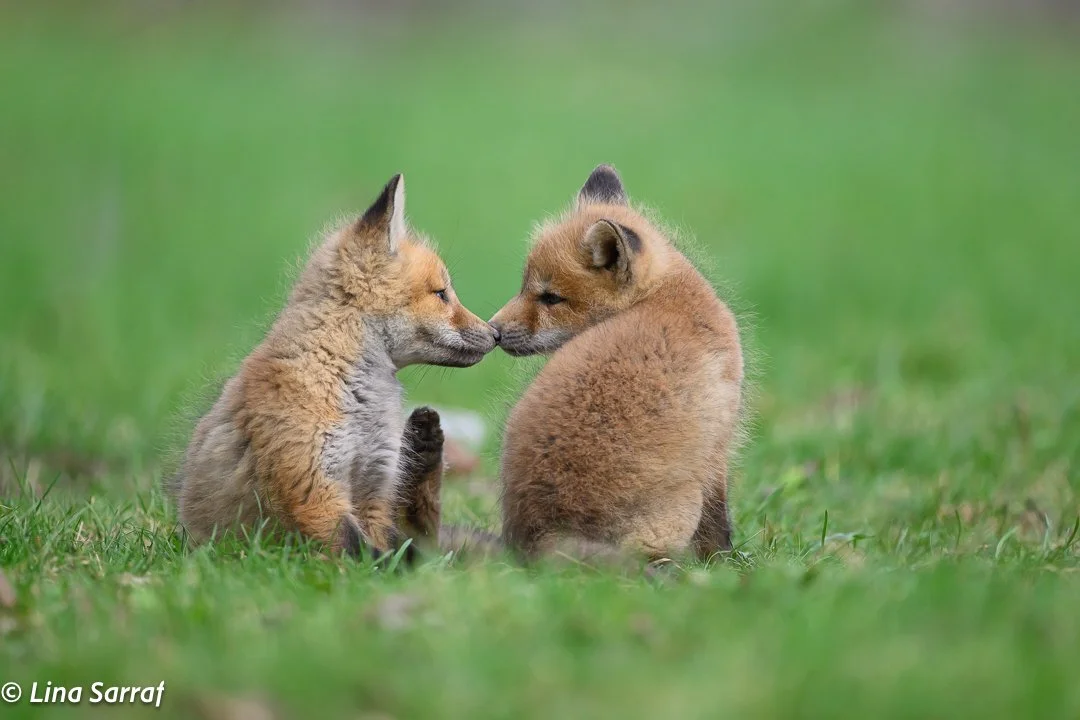 Red Fox Cubs