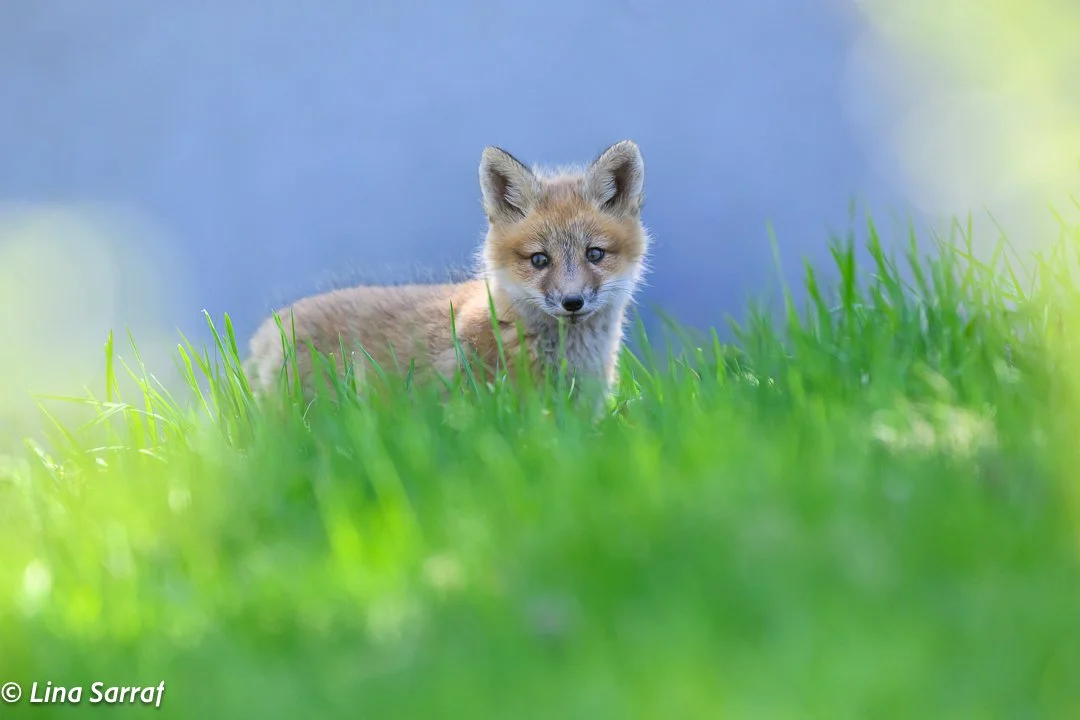 Red Fox Cub