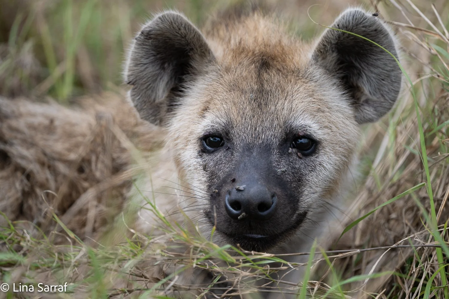  Africa Z9D_3000362.jpg